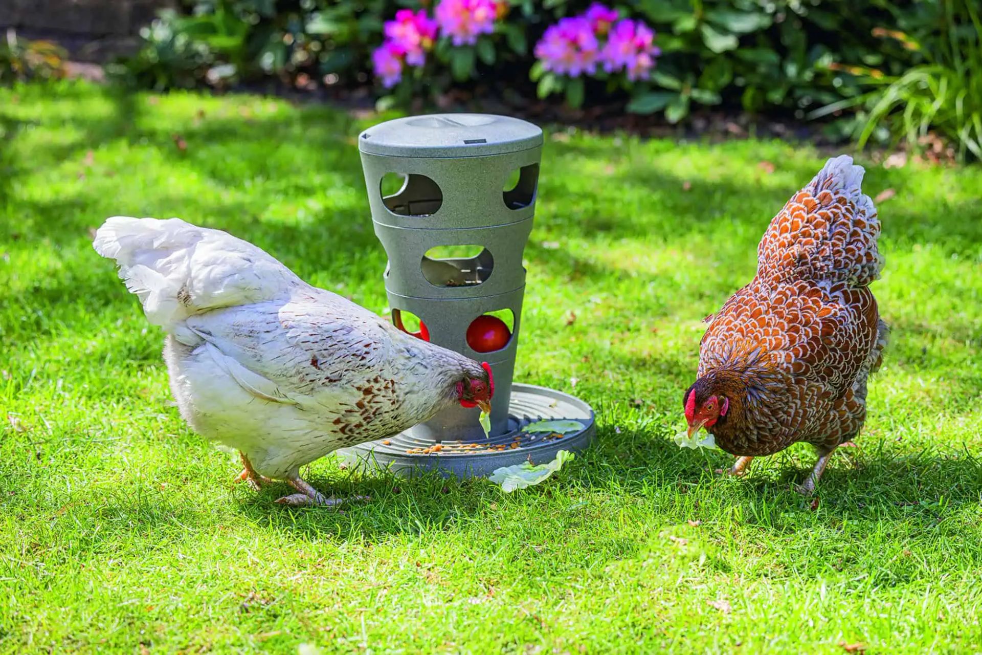 Beeztees Chicken Feed Tower, in use, in the paddock