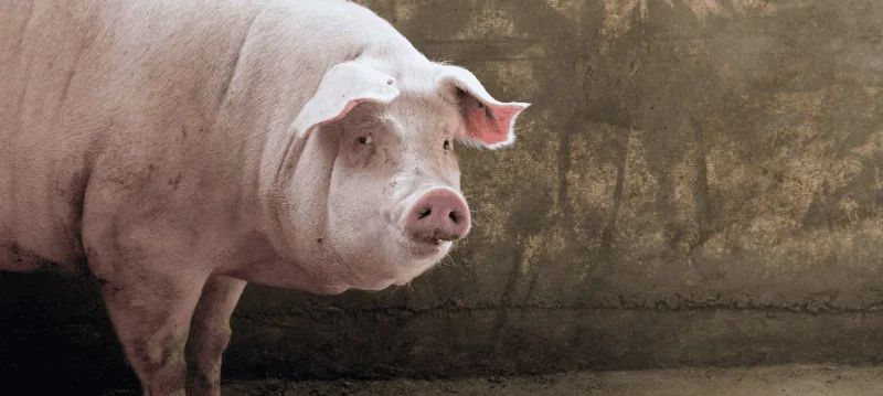 Accessoires pour cochon