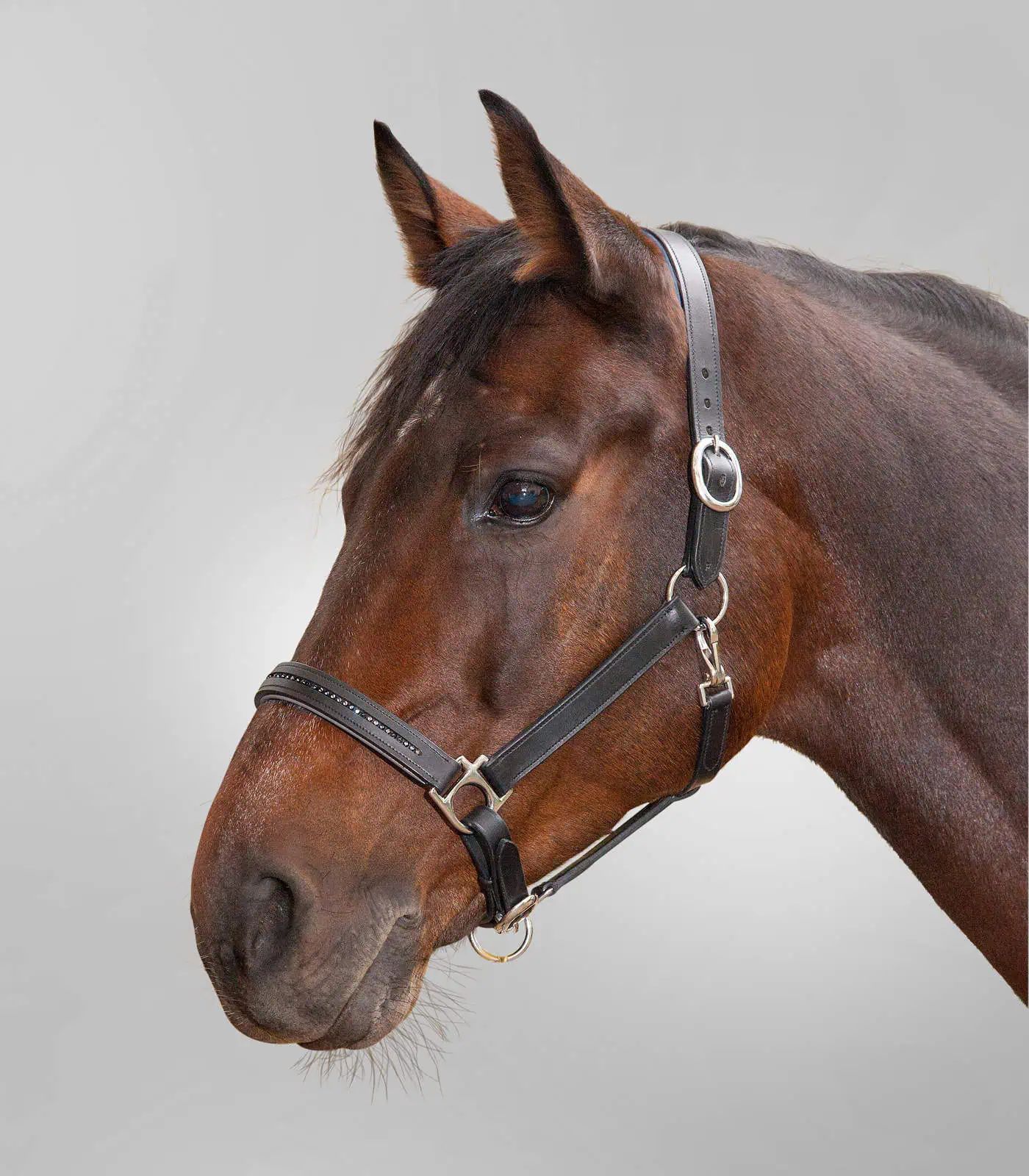 STAR Licol en cuir Diamond, robuste avec muserolle colorée, Noir, COB