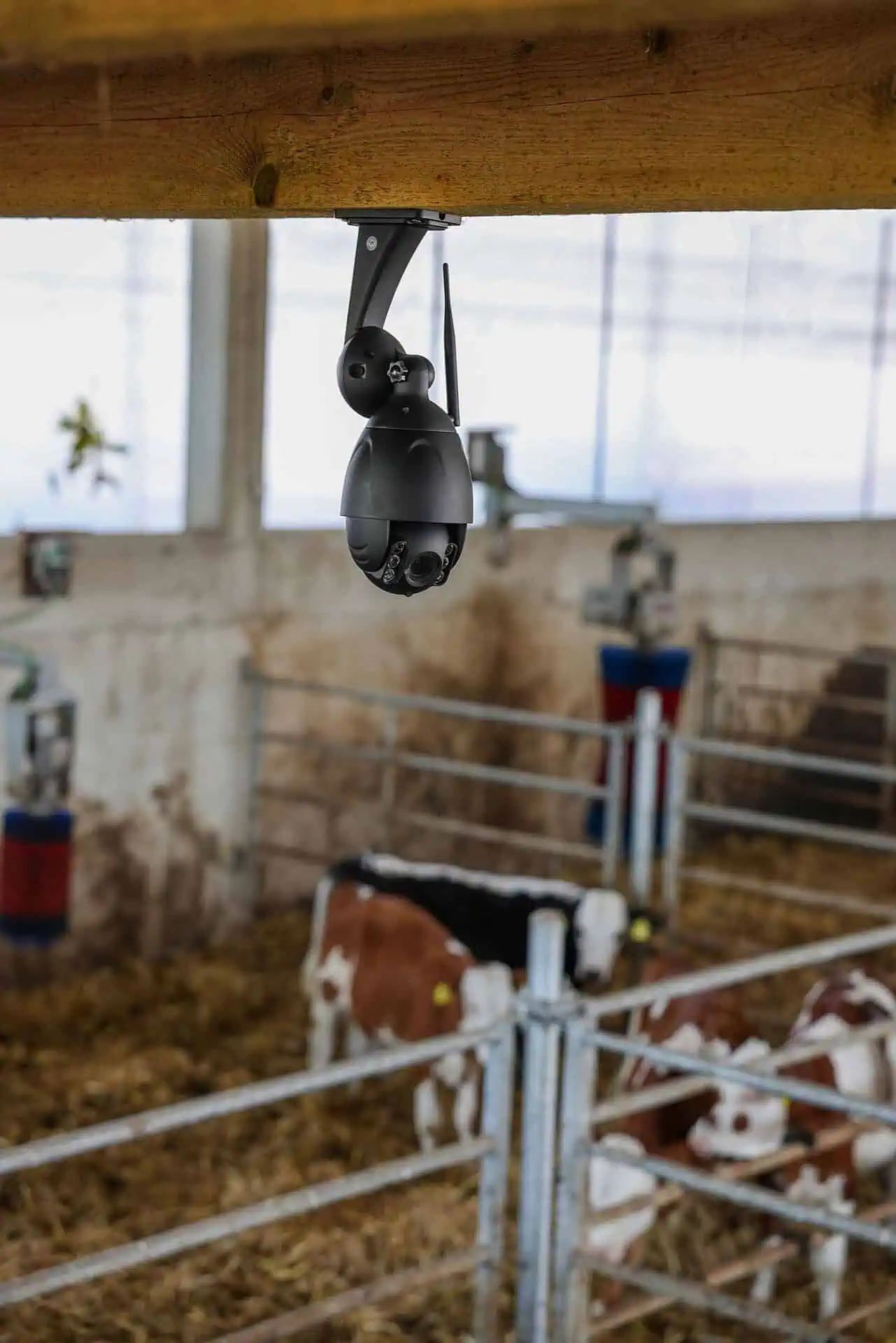Kerbl Stallkamera IPCam 360 FHD mit 5-fach Zoom und Nachtsicht, im Einsatz, im Stall
