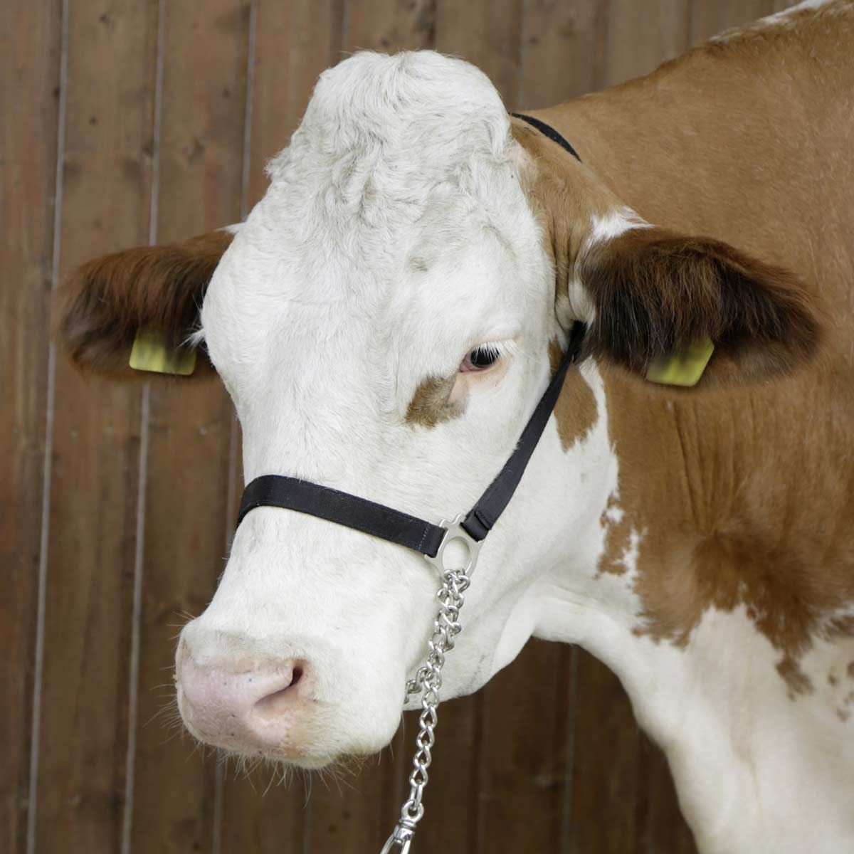 Kerbl Vorführhalfter Rind, Nylon schwarz mit Führleine