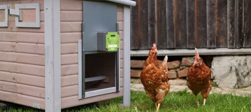 Automatic Chicken Door