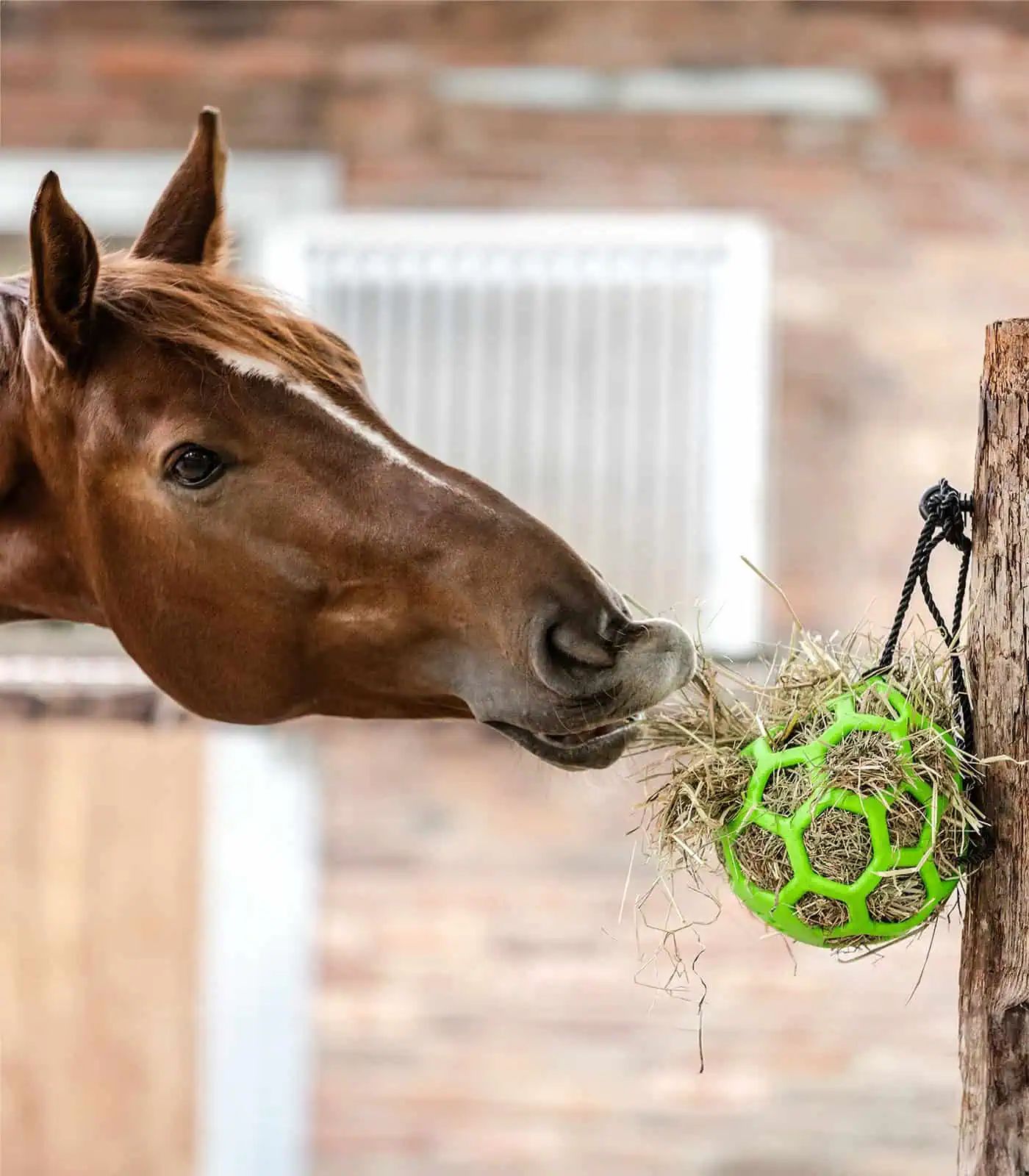 Waldhausen Hay Ball for Horses, Ø 22 cm, Slow Feeder Toy, in use
