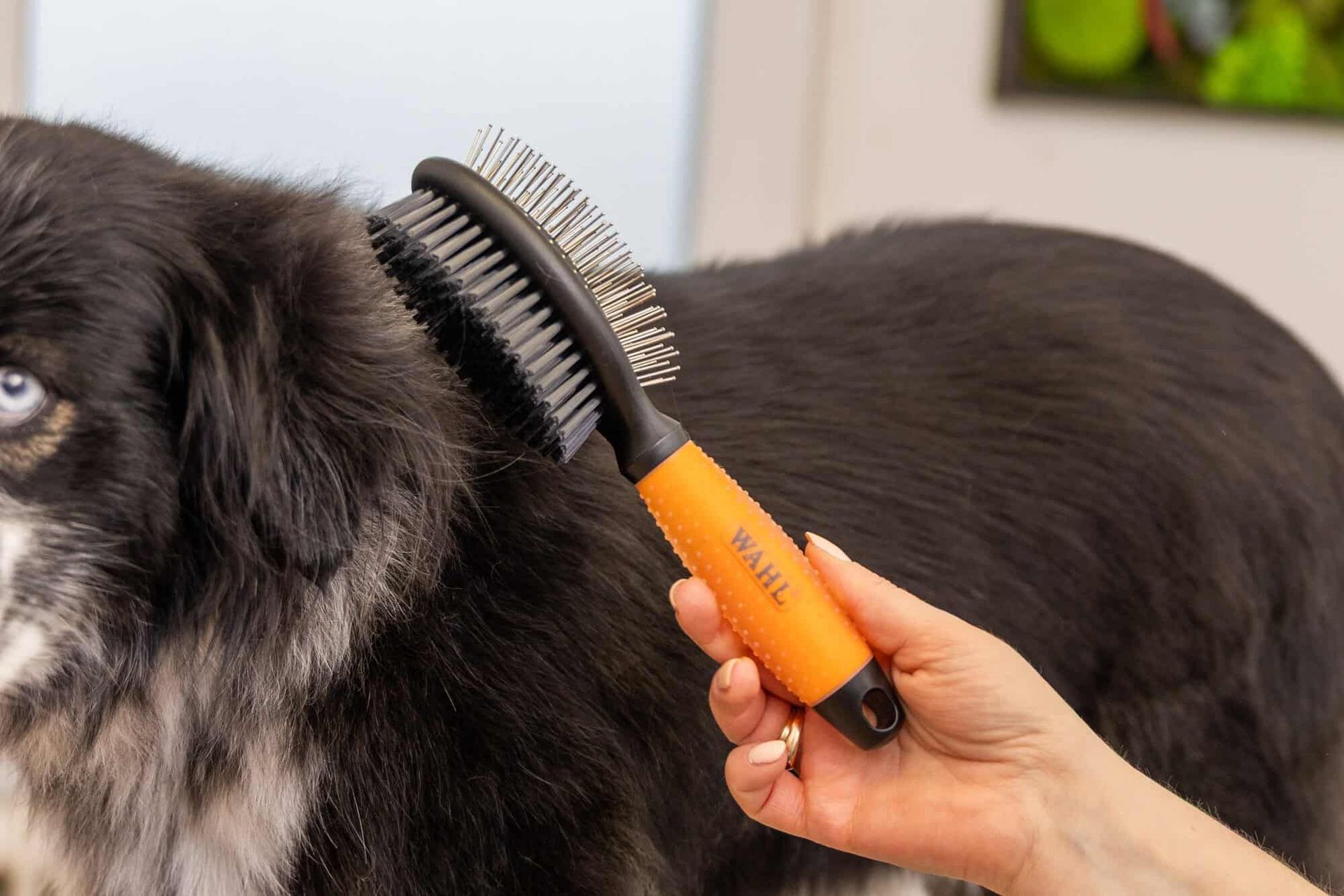 Wahl spazzola per cani a doppia faccia, design 2 in 1, arancione, in uso