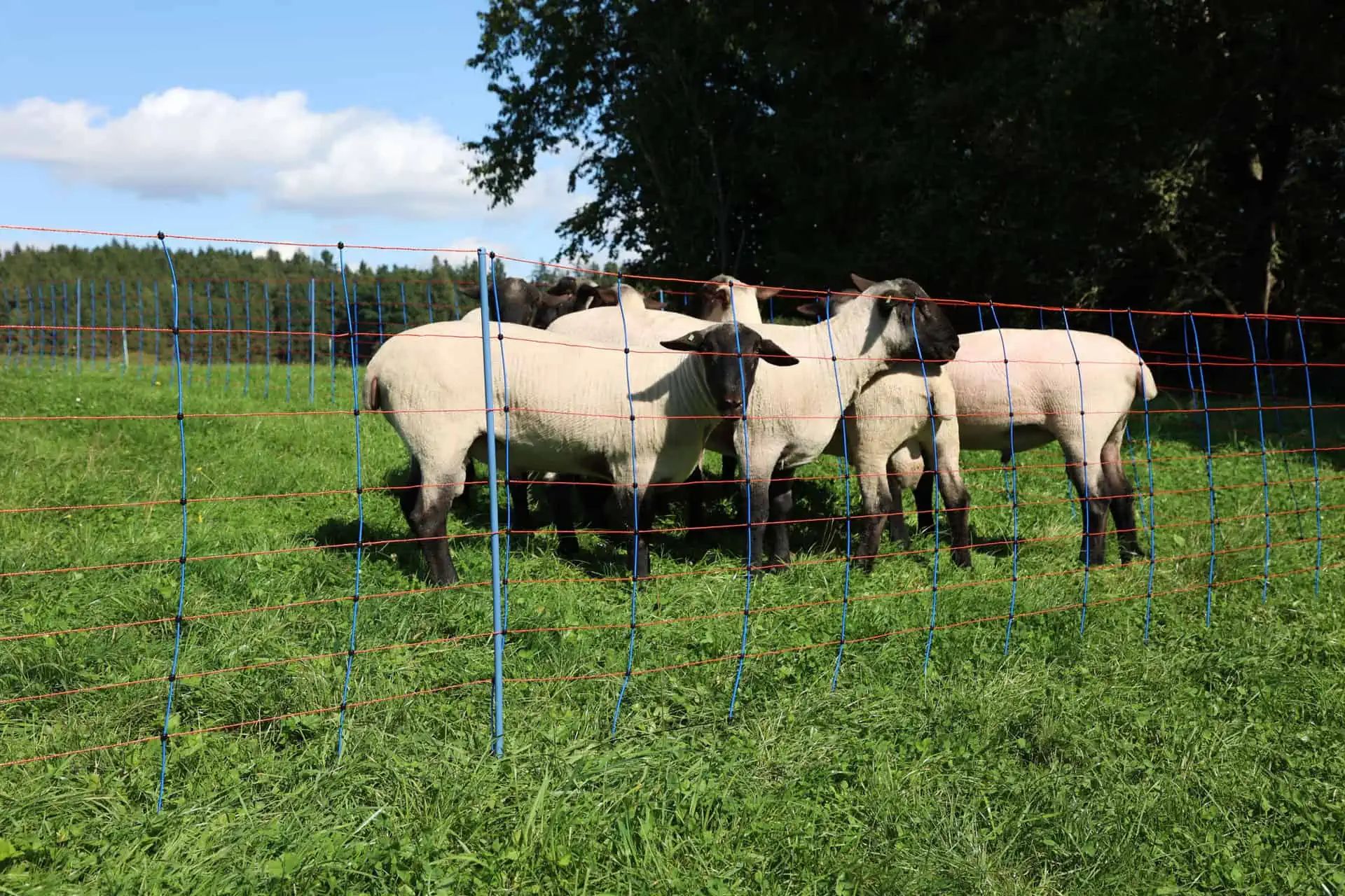 AKO Sheep Net TitanNet Premium, 50m x 108cm, Orange/Blue, Double Tip, in use, in the paddock