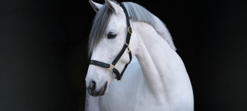 Covalliero Halters & Ropes