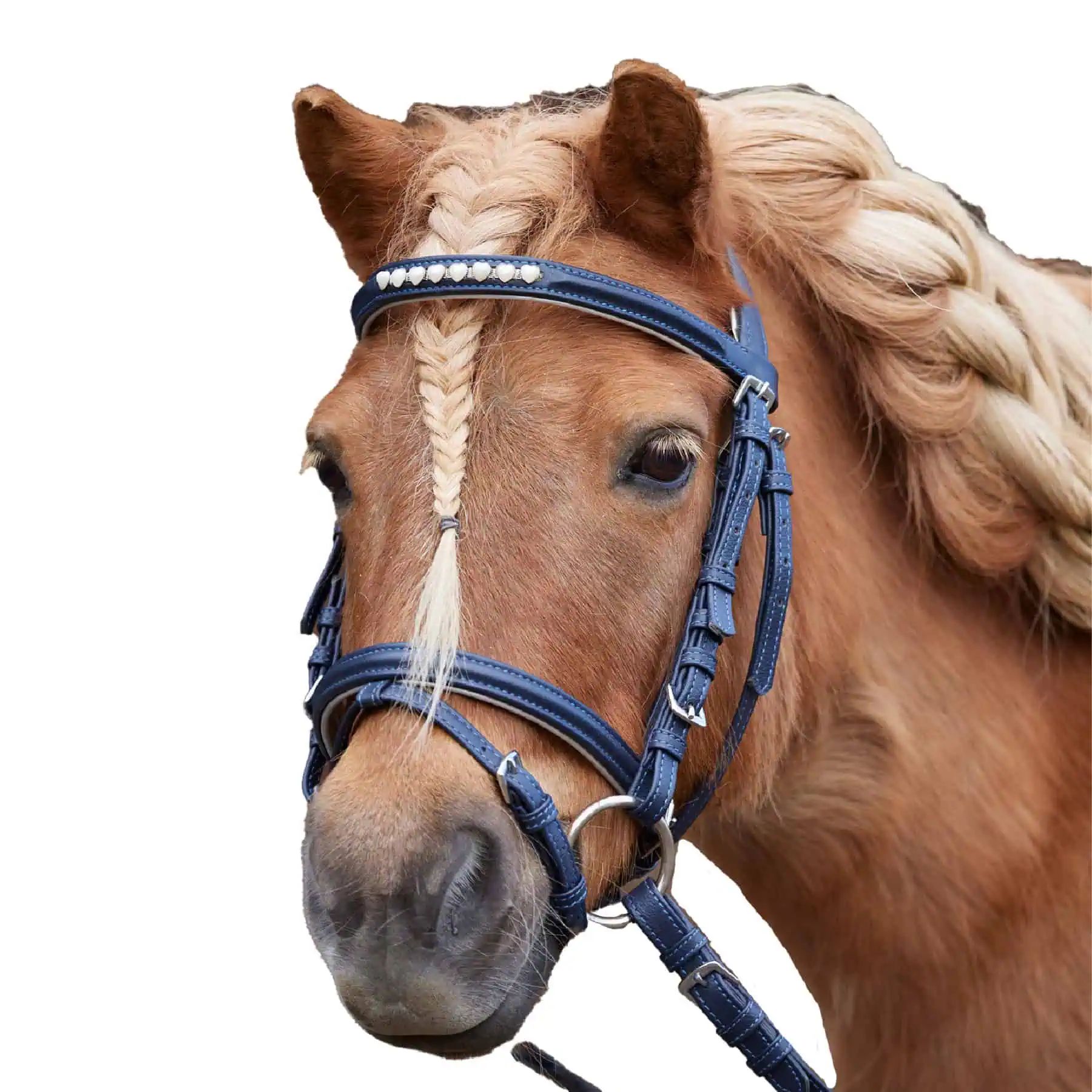 Bridon Waldhausen Lucky Heart, bleu nuit avec frontal à cœurs, en utilisation, à l'écurie