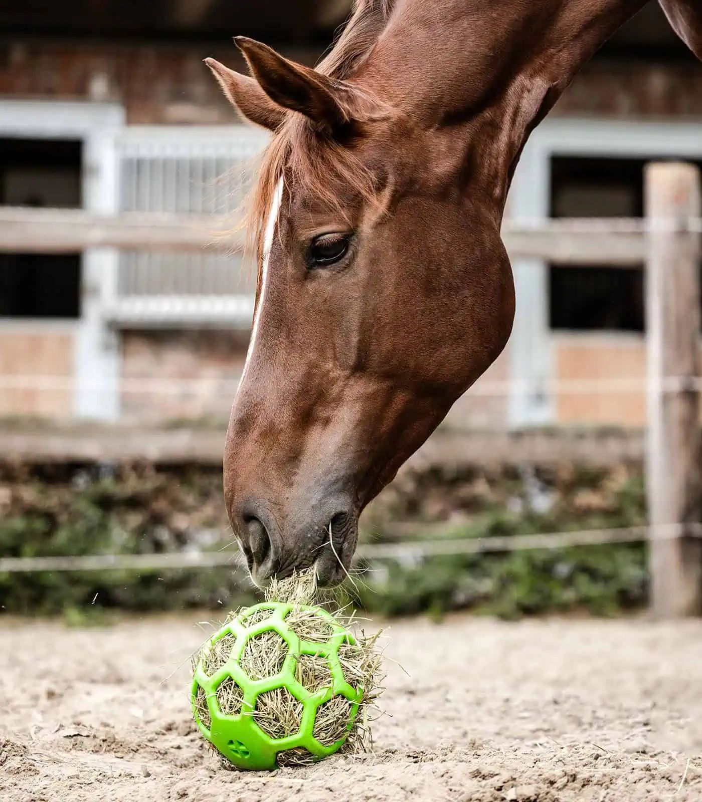 Waldhausen Hay Ball for Horses, Ø 22 cm, Slow Feeder Toy, in use