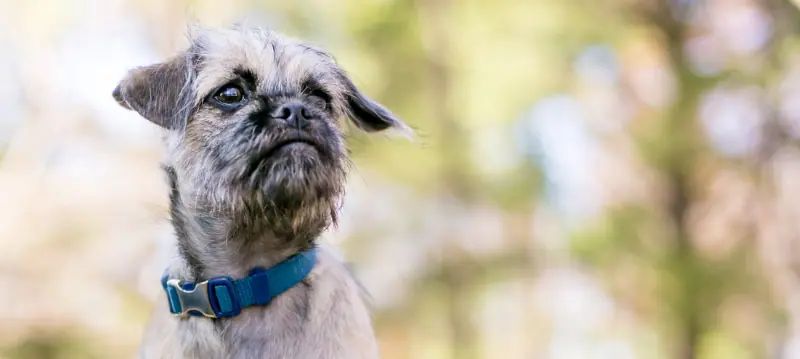 Collier pour chien