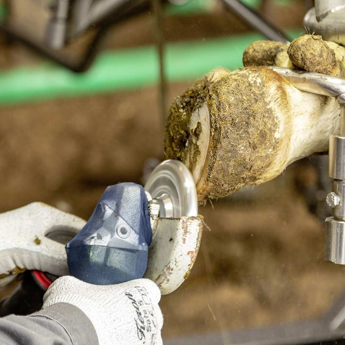 Kerbl Klövskärande skiva Alu Profi 120 mm, lätt, skonsam hornborttagning, i användning