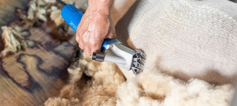 Tondeuse pour moutons Aesculap