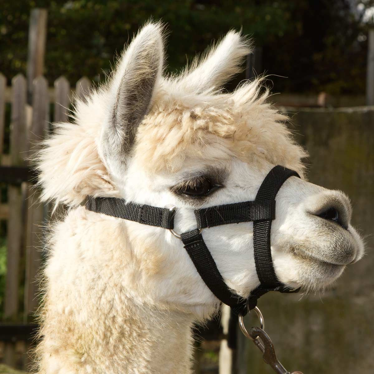 Alpaca cu căpăstru negru și ham, cap din profil în fața unui gard de lemn