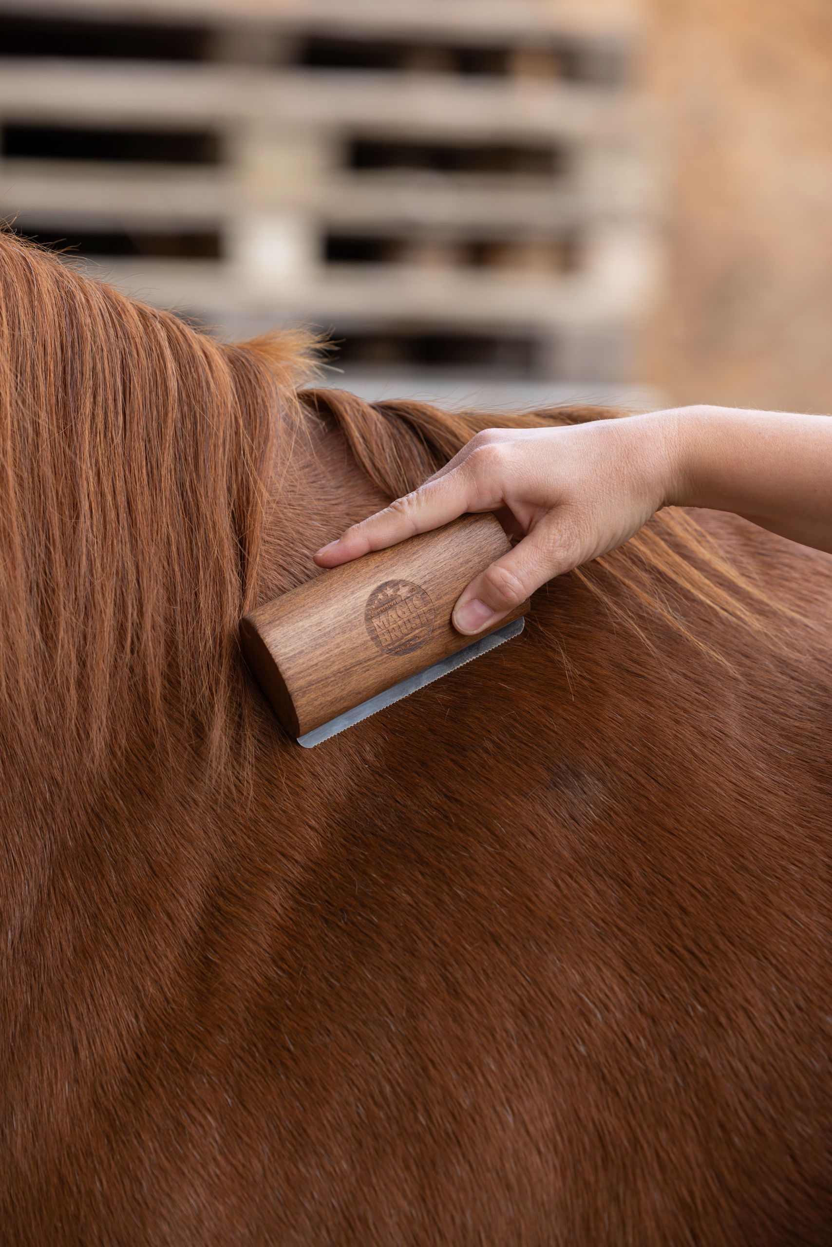 horse grooming, brush, wooden, mane, brushing