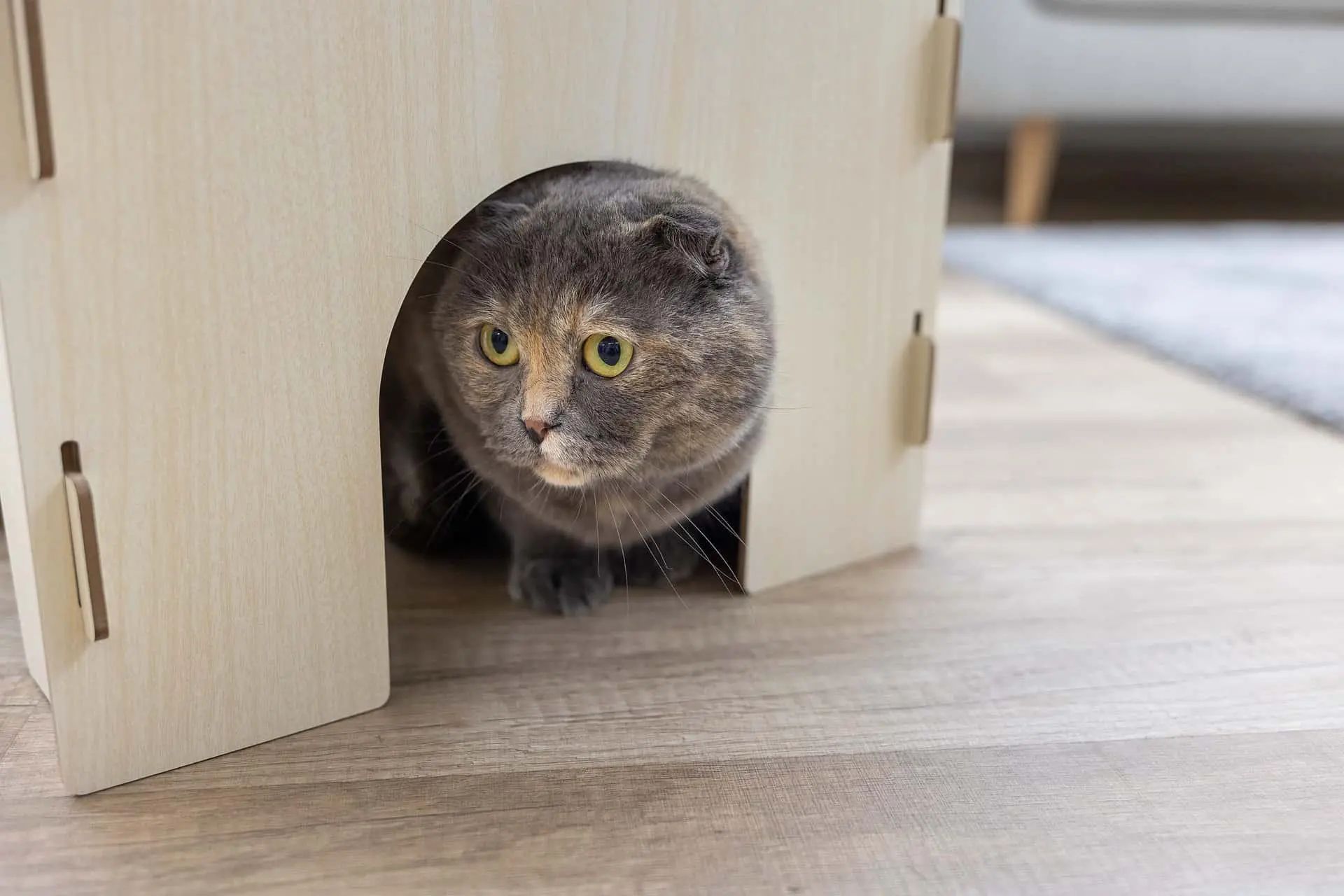 Kerbl Cat Castle with Cushion, Wooden Cat House 37x37x30 cm, in use