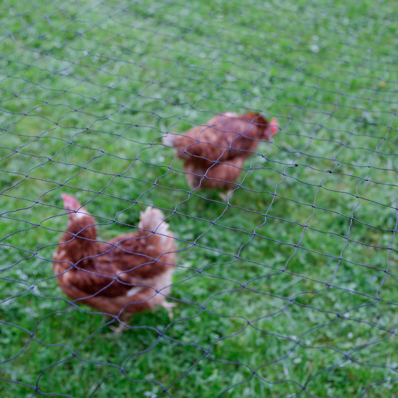 Kerbl Poultry Protection Net Bird of Prey Guard, UV- and Weather-Resistant