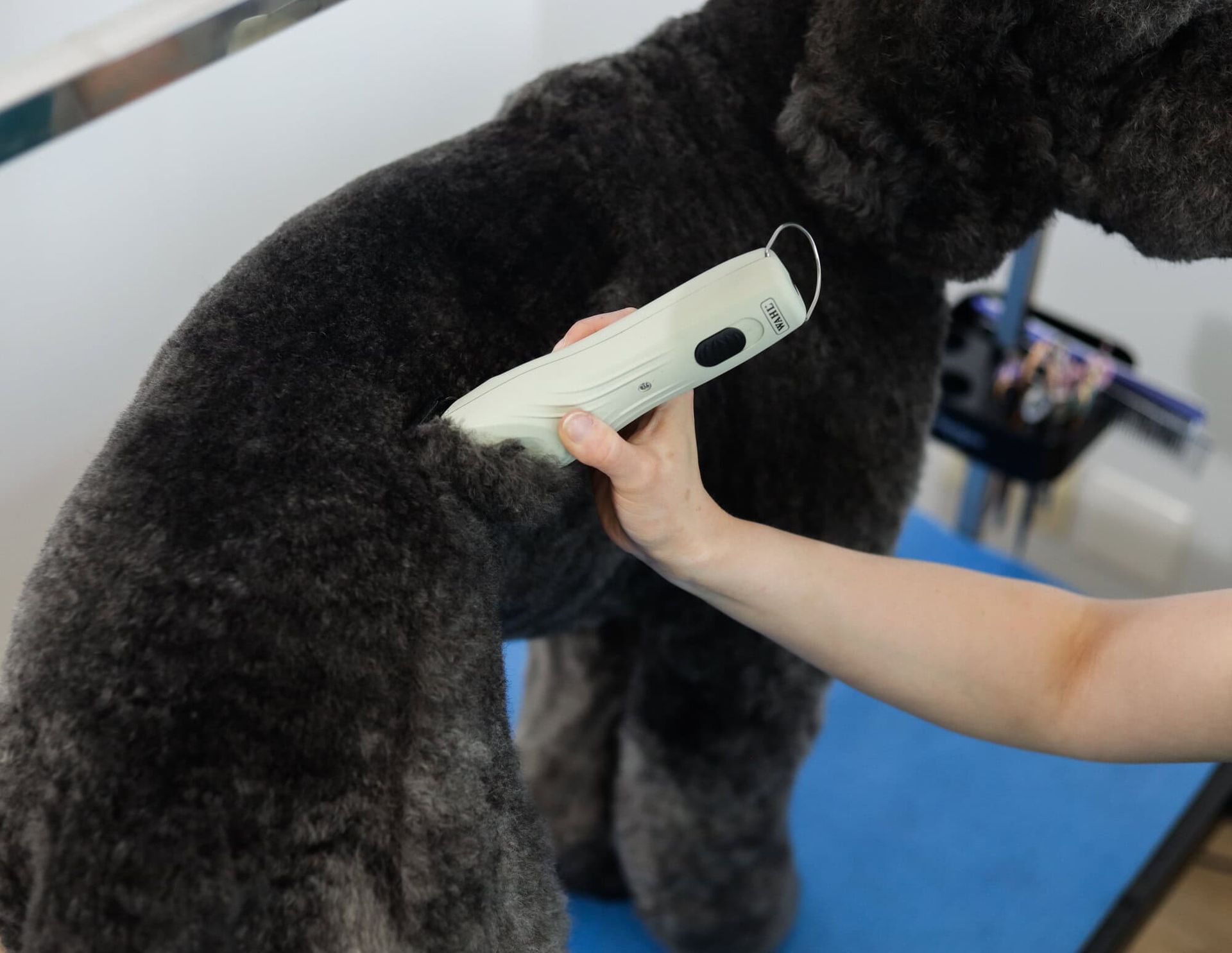 Wahl KMC+ Hunde-Schermaschine Akku, bürstenloser Motor, im Einsatz, in der Hand