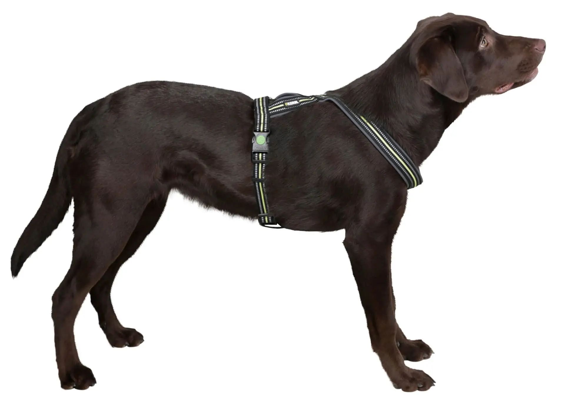 Harnais pour chien Kerbl Xenos réfléchissant rembourré, vue de côté