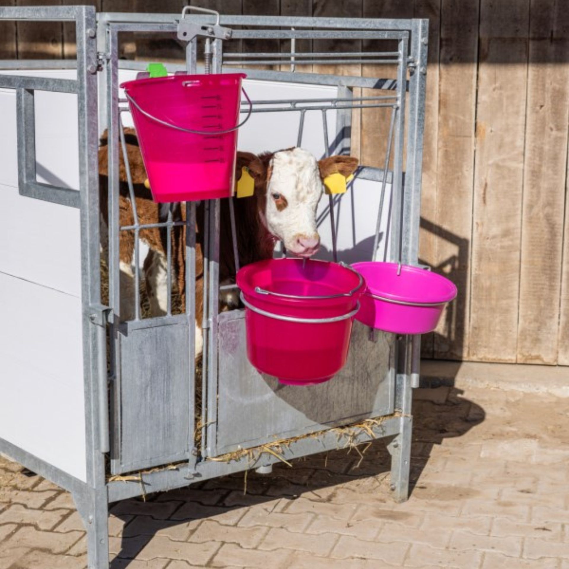 calf, calf in pen, livestock, pink buckets, farm equipment