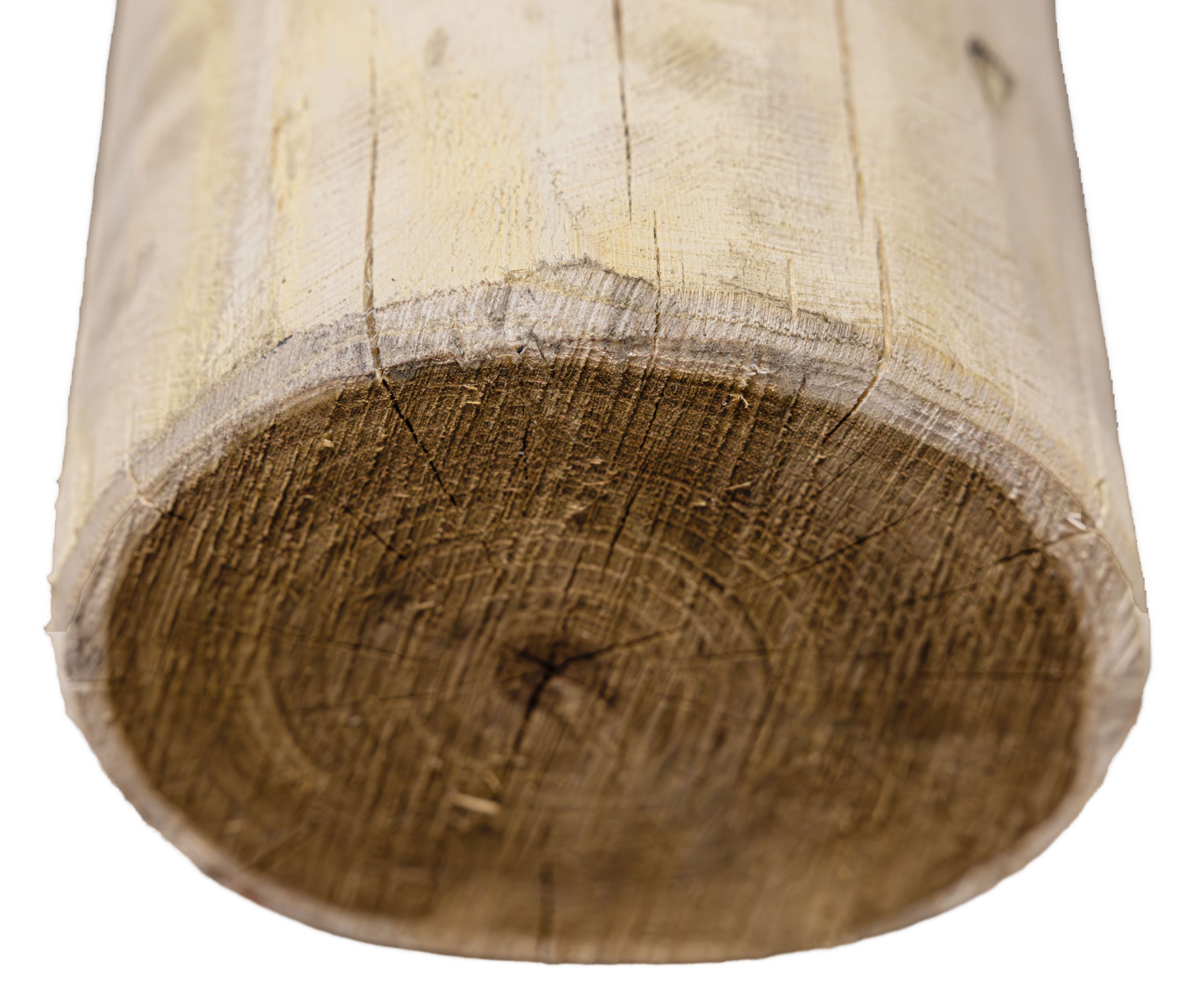 Protokorpus?, Holzstamm?