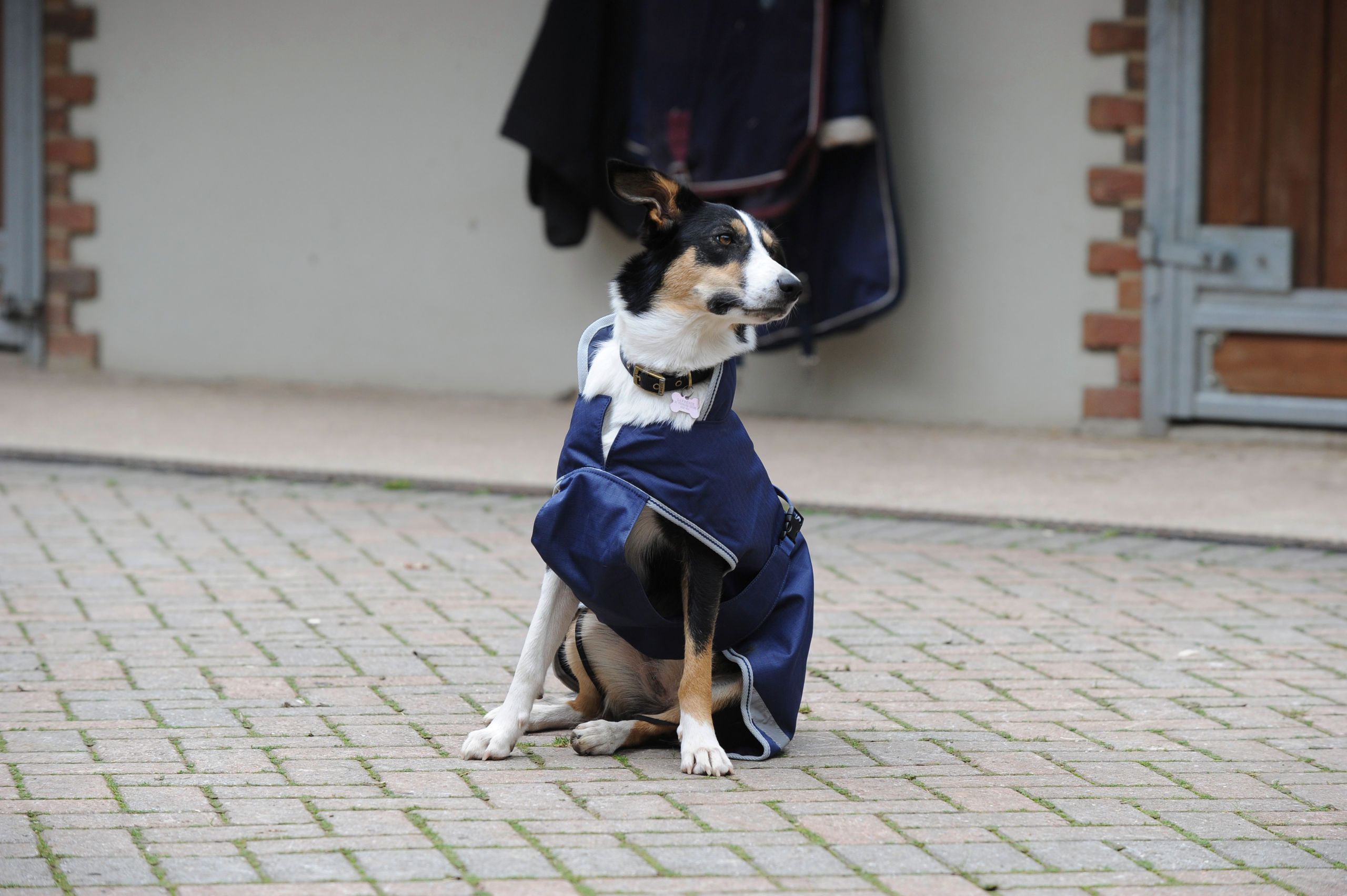 Bucas Freedom Dog Rug 50 Hundemantel wasserdicht, navy