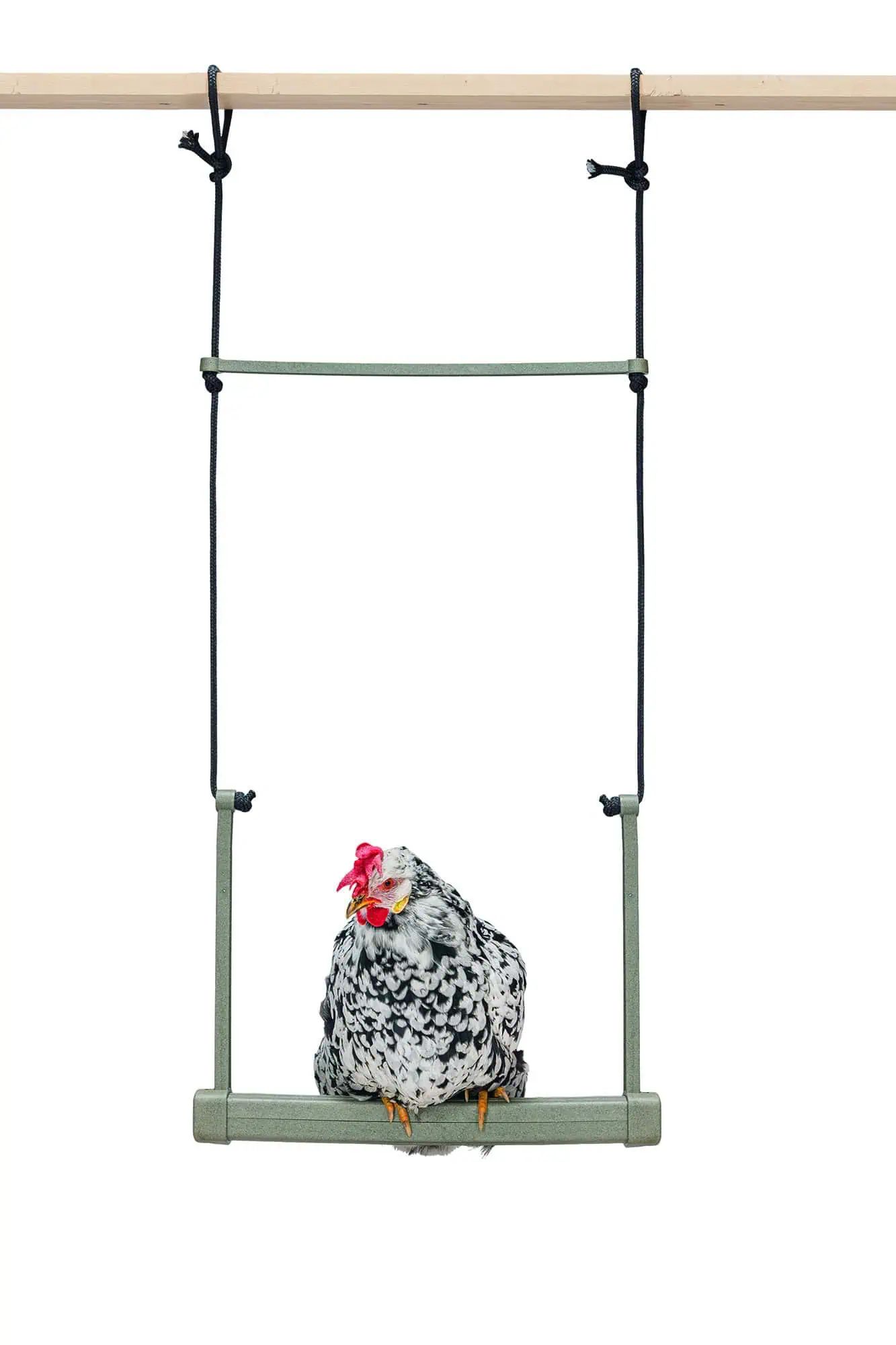 Beeztees Chicken Swing, in use