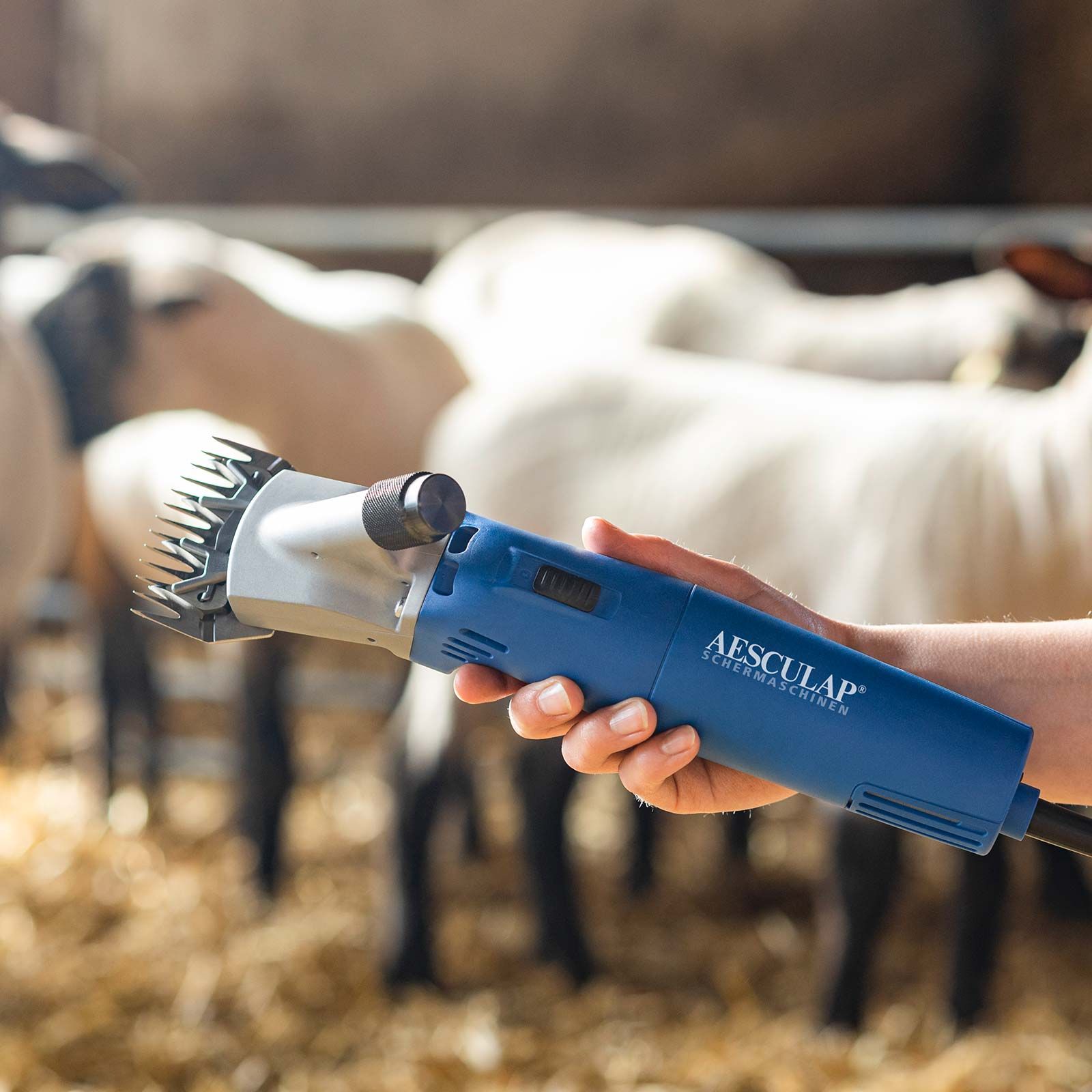Tondeuse à moutons Aesculap Econom NOVA, tonte précise, en utilisation, dans la main