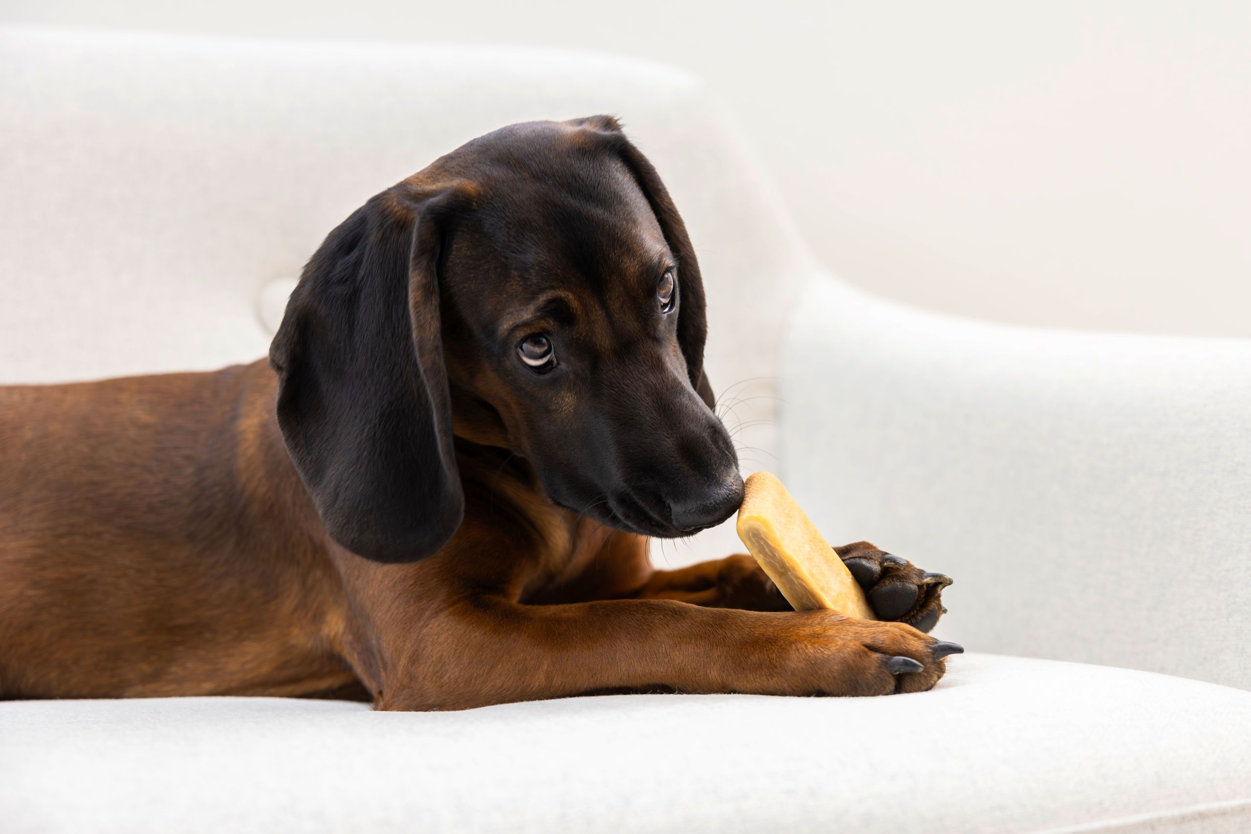 dog, puppy, bone, chew, brown