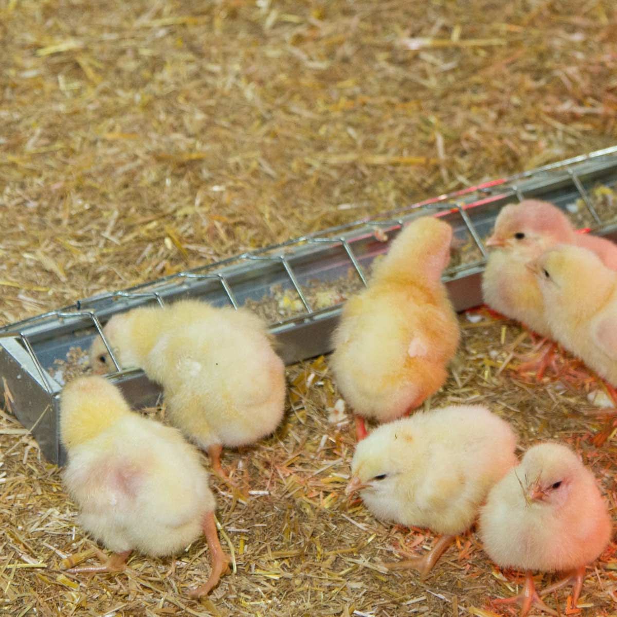 Kerbl Galvanized Chick Feeder 50 x 7cm Poultry Trough, in use, in the stable