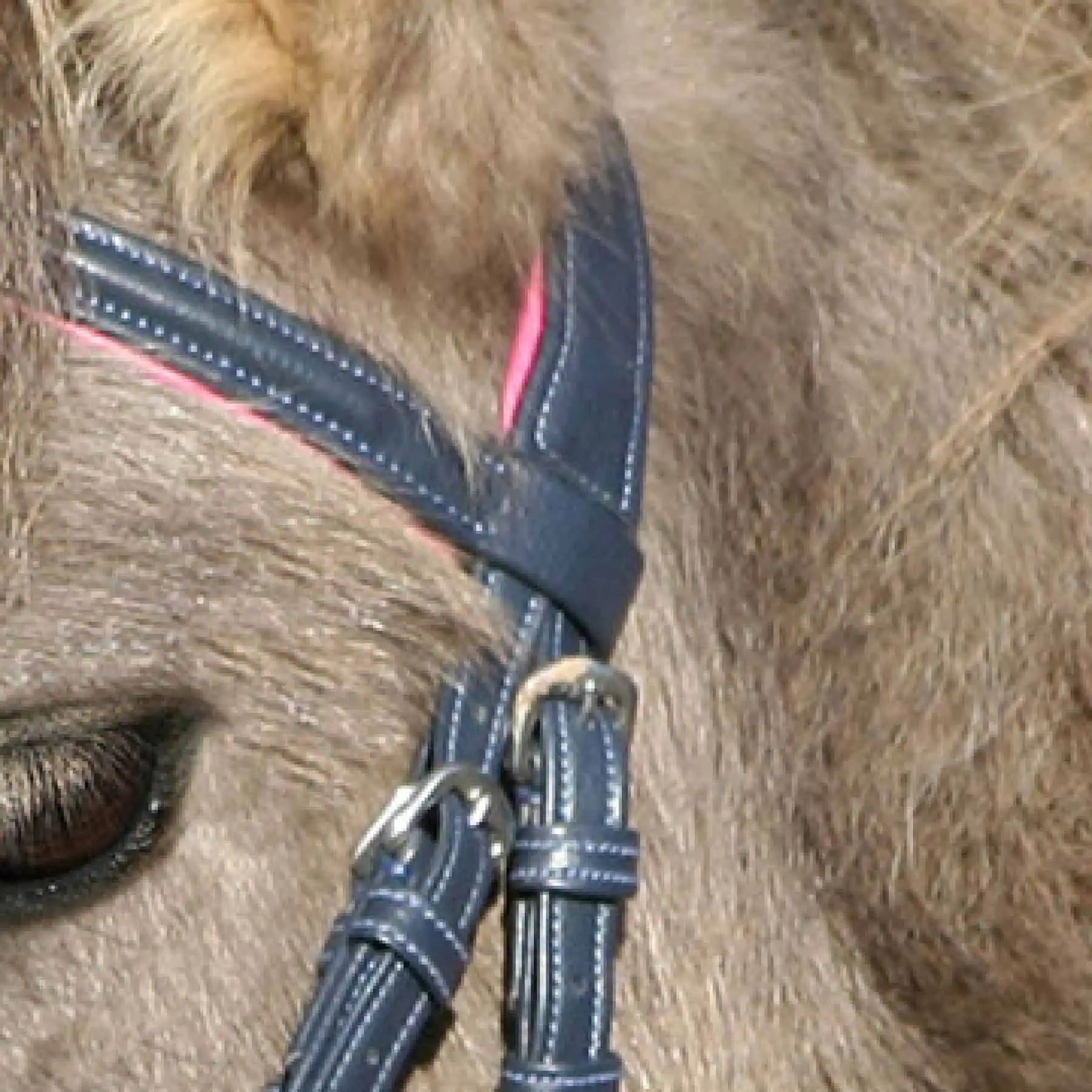Unicorn Bridle 2 midnight blue/azalea Pony