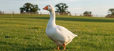 Goose