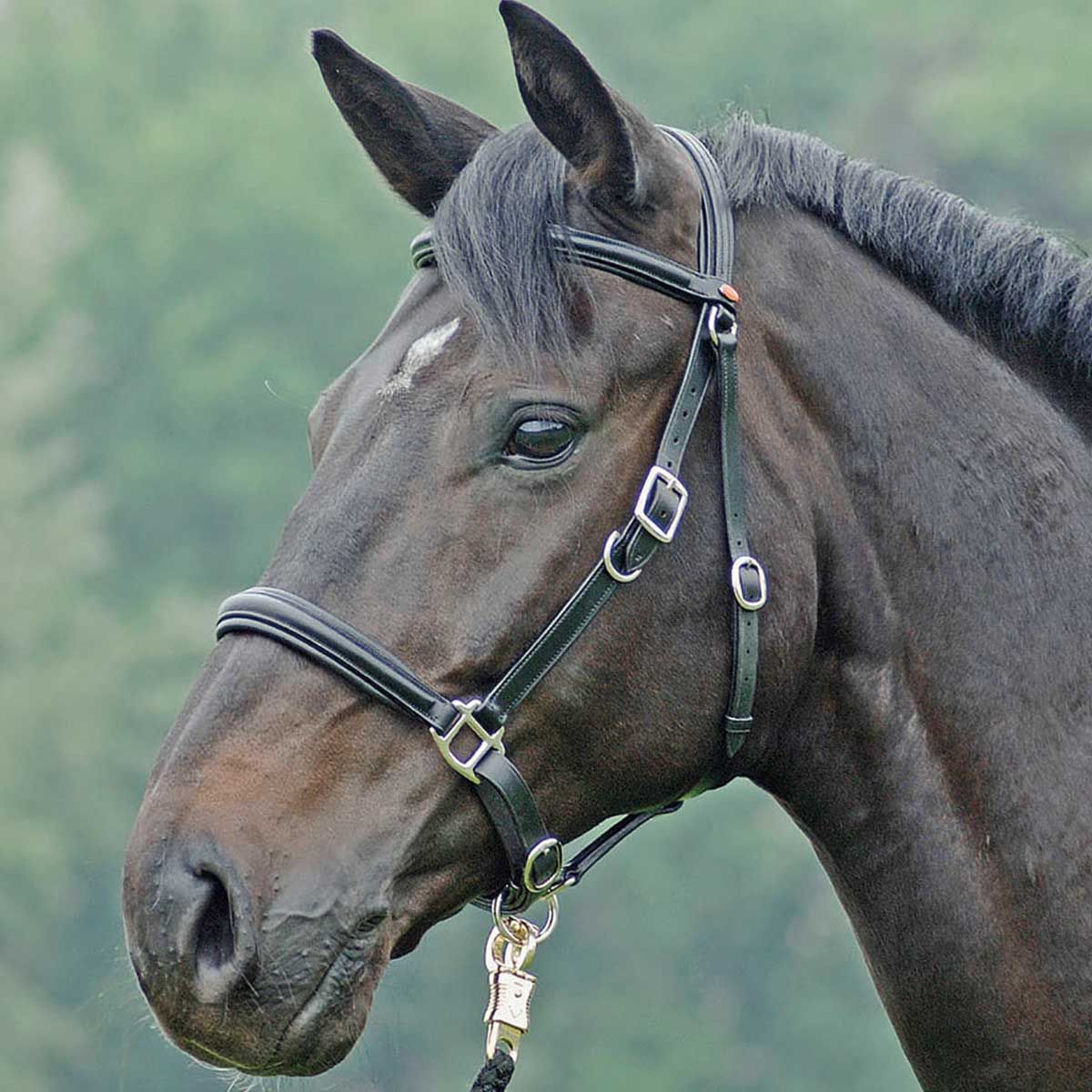 BUSSE Wanderreittrense SOLIBEL, Leder, mit/ohne Gebiss reitbar, Warmblut