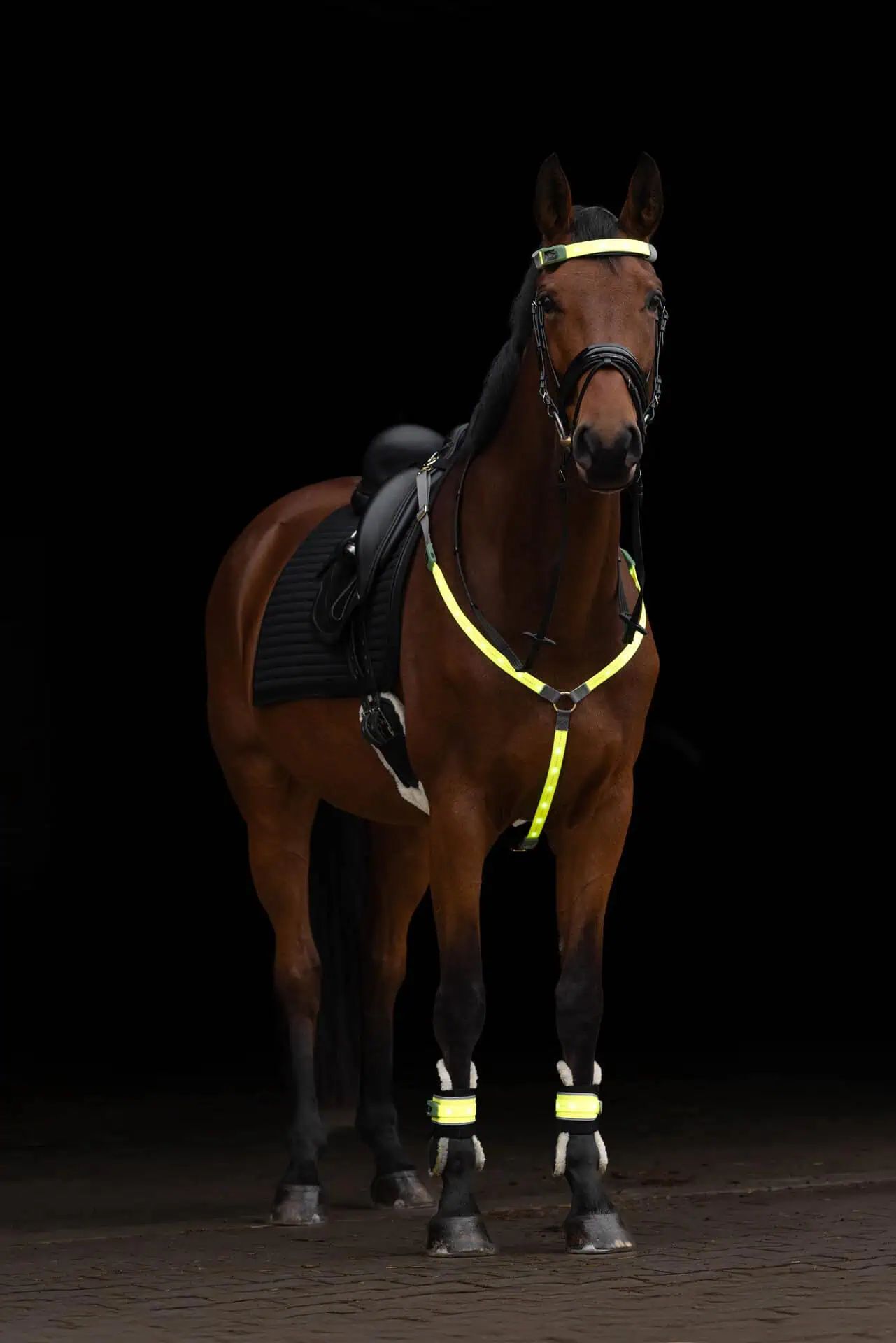 Covalliero Guêtres Lumineuses LED Cheval, Paire, Visibles 300m, en utilisation, jambe