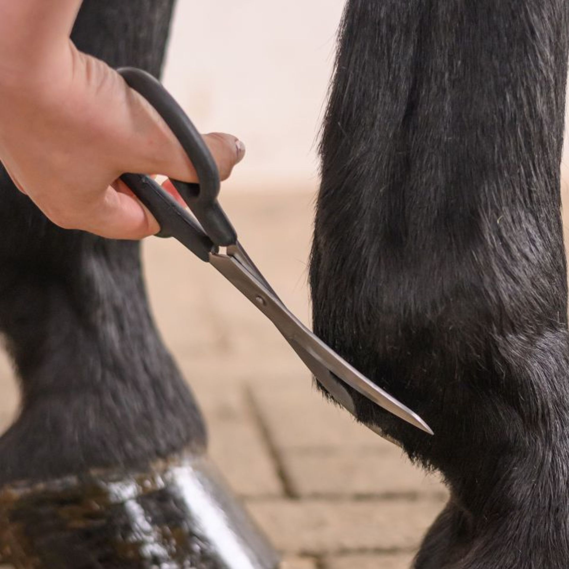 scissors, trimming, horse hoof, hoof care, animal grooming