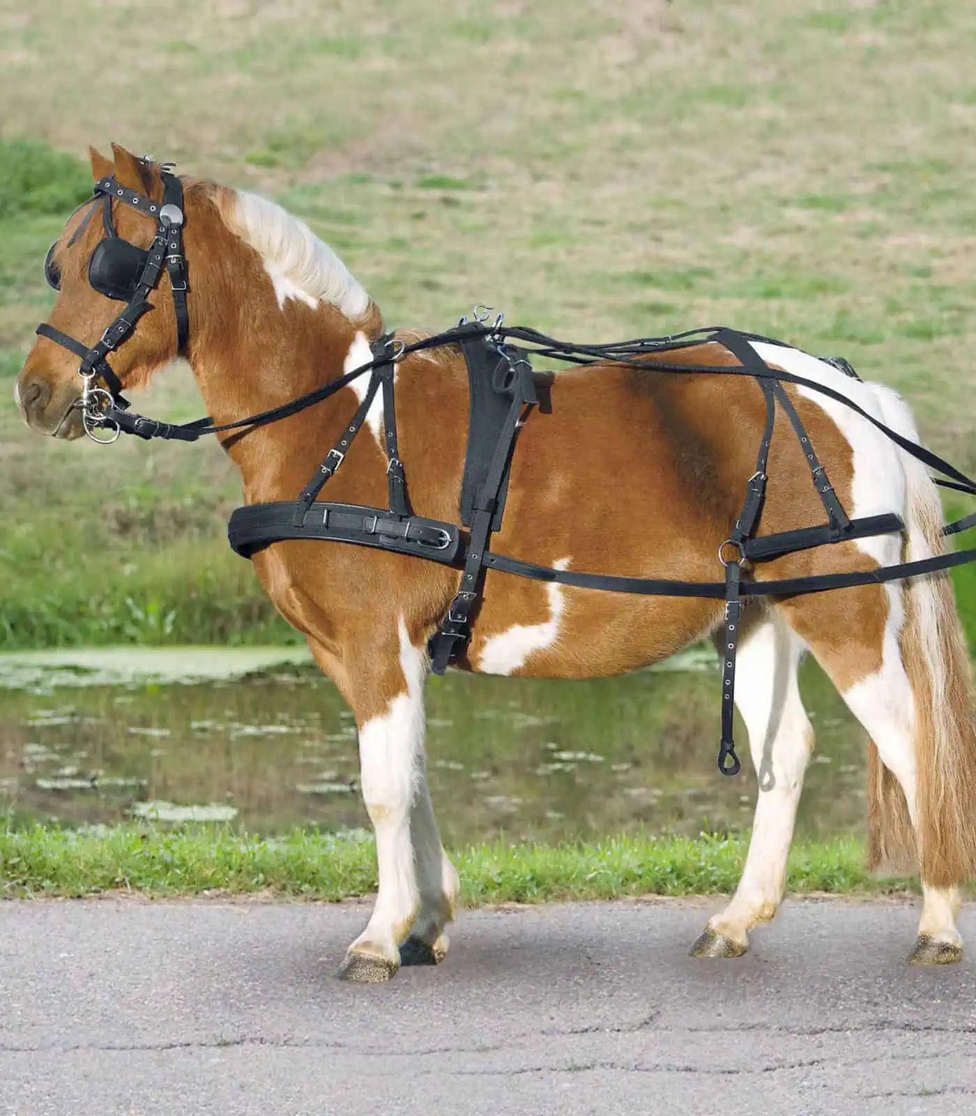 STAR Ham sintetic pentru un cal, Pony & Shetland, nailon rezistent, în utilizare