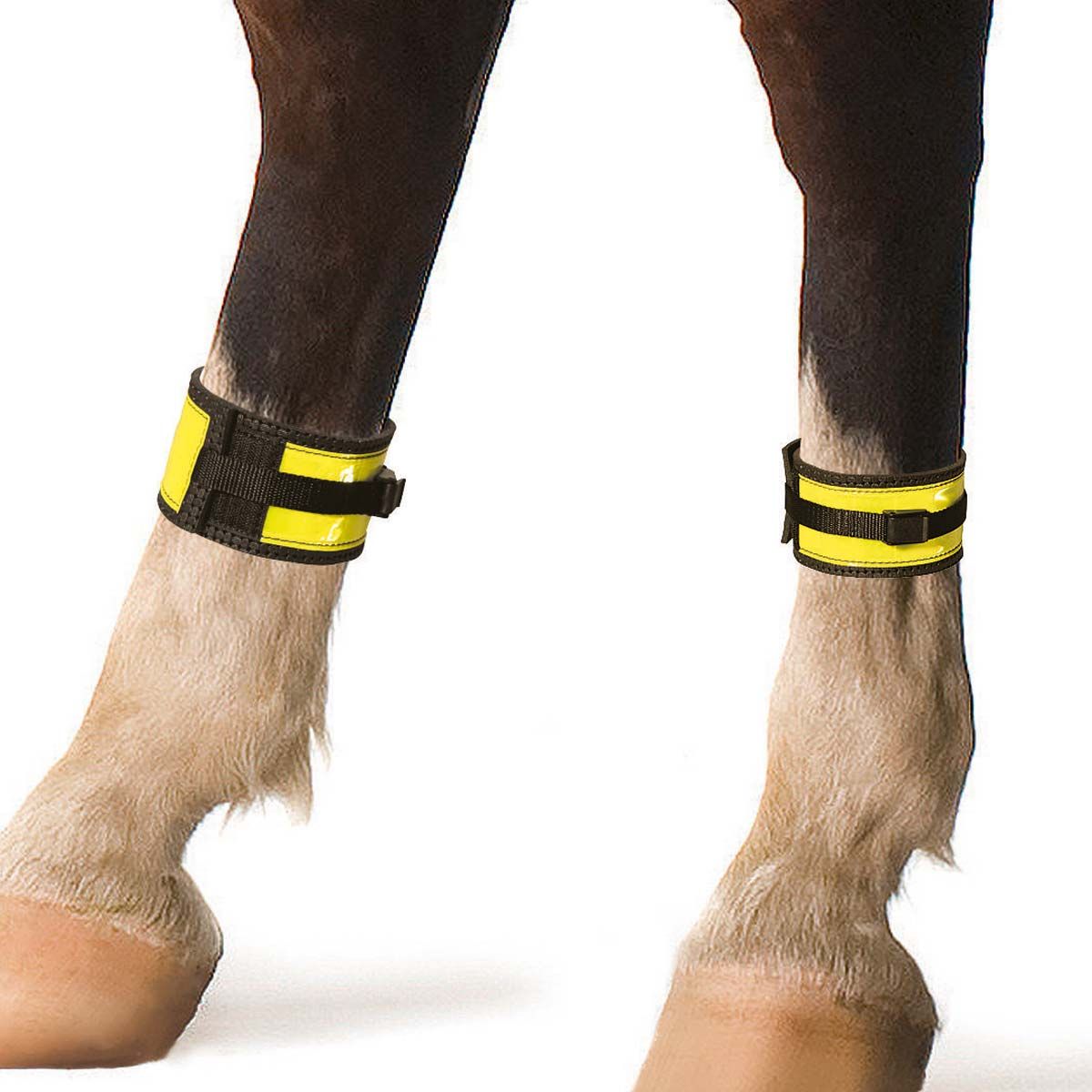 Guêtres réfléchissantes pour chevaux