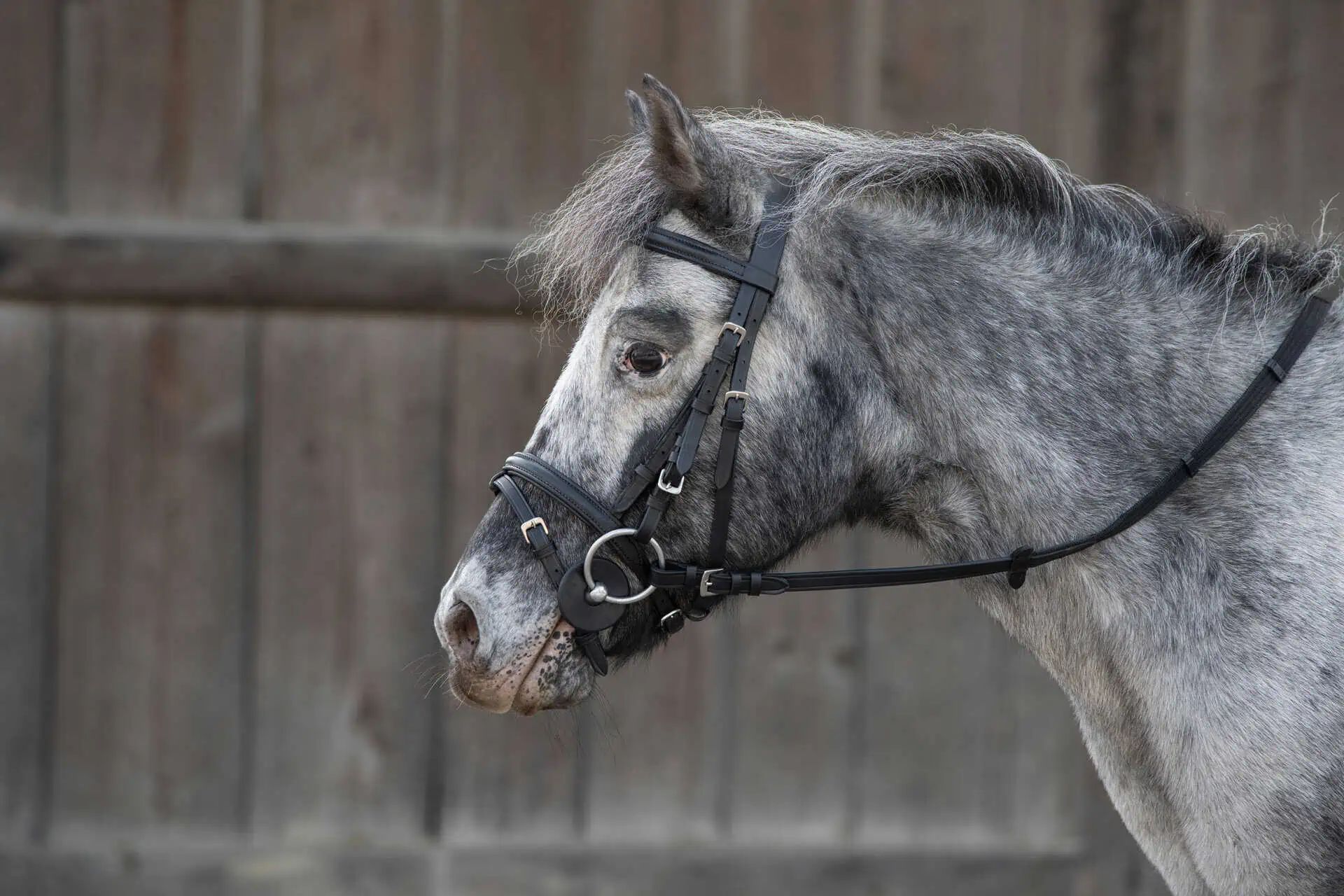 Kerbl Bit Guards Black, Ø 7 cm, Pair, Protects Horse's Mouth Corners, in use