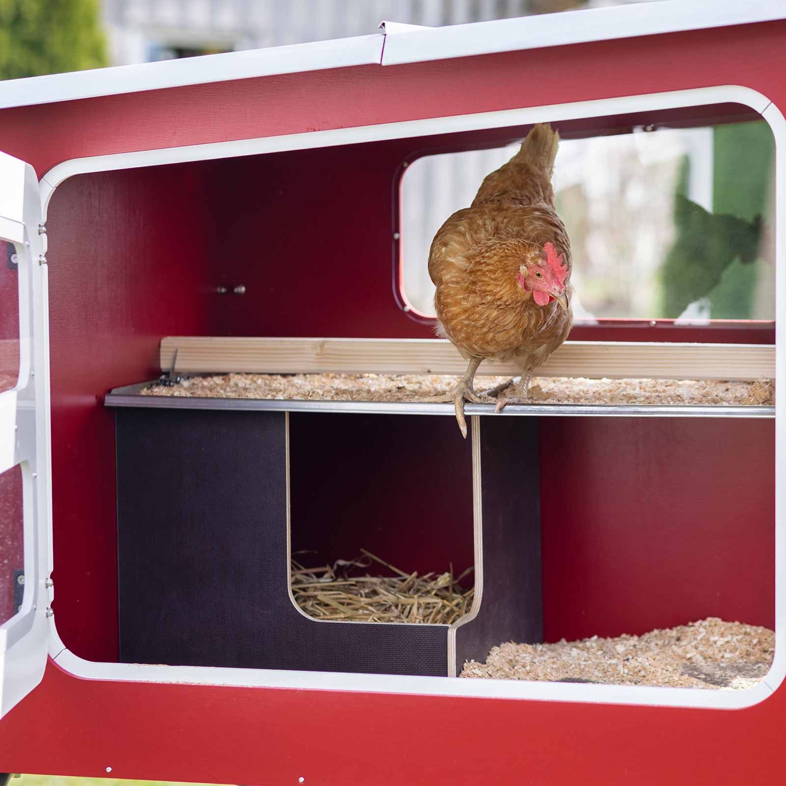 Kerbl mobiler Hühnerstall MOBILE COOP Holz, 92x113x138 cm, im Einsatz