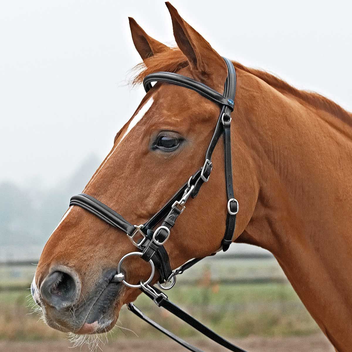 BUSSE Wanderreittrense SOLIBEL