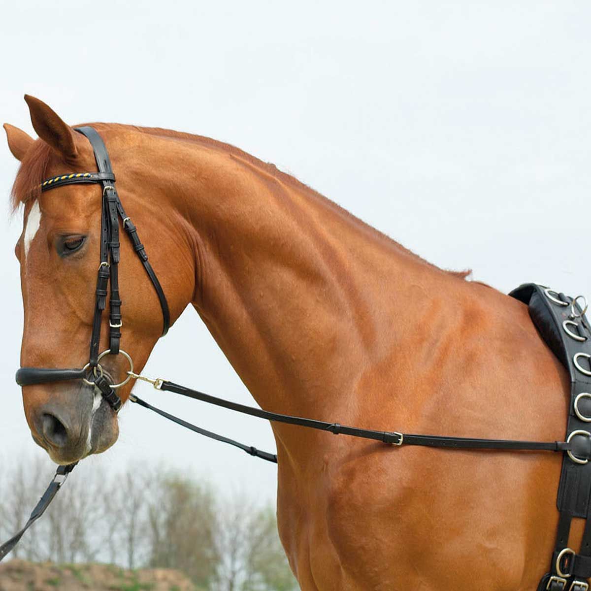 BUSSE L'étoile de base aux rênes