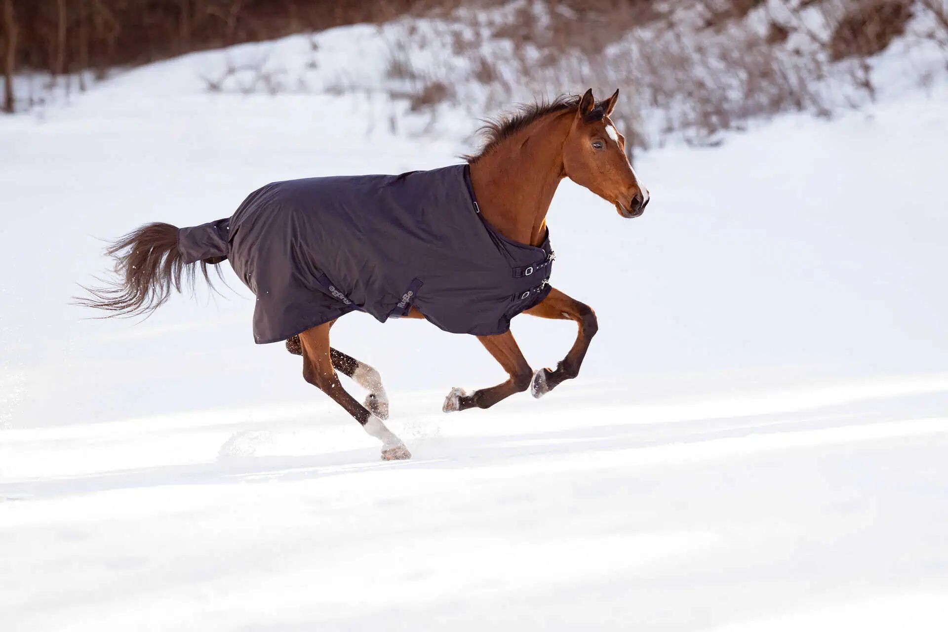 Braunes Pferd galoppiert im Schnee, trägt dunkle Pferdedecke