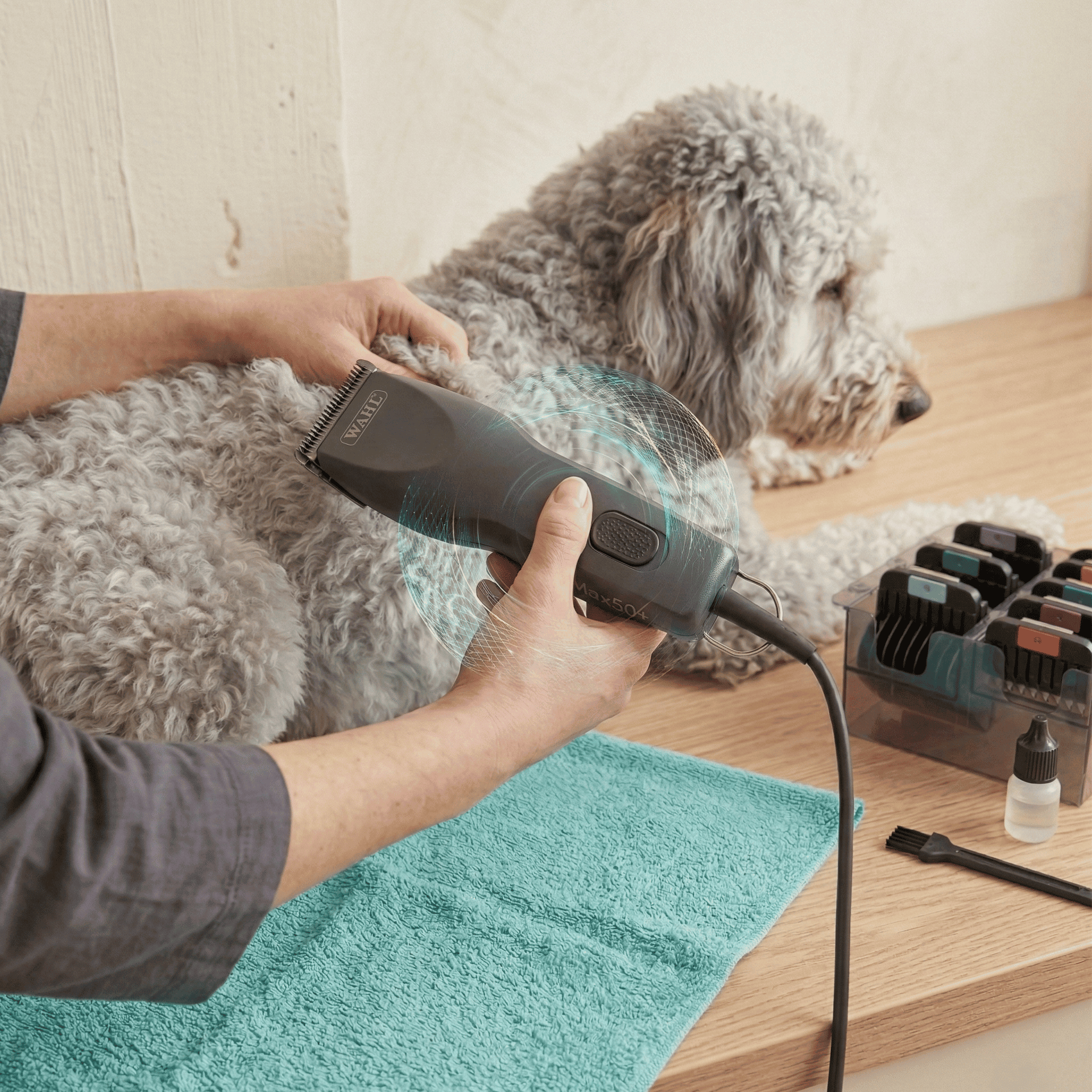 Someone clips a grey dog with clippers, comb attachments and bottles beside