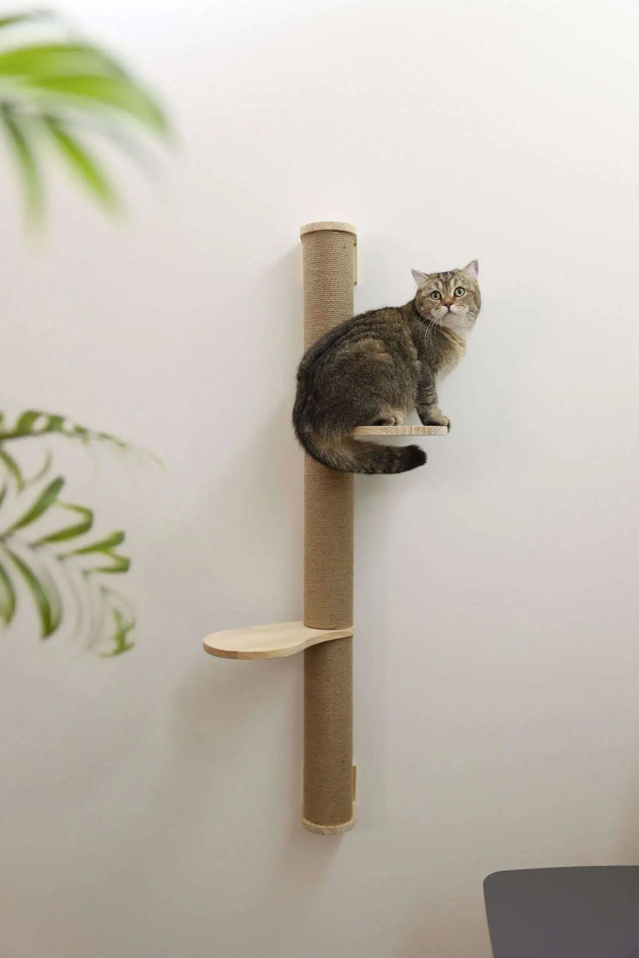 Kerbl Pet klösstolpe Timber med jute för väggmontage, i användning, inomhus