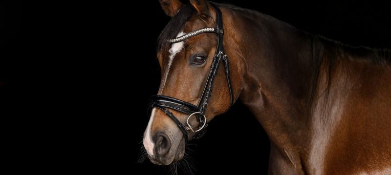 Waldhausen Bridle