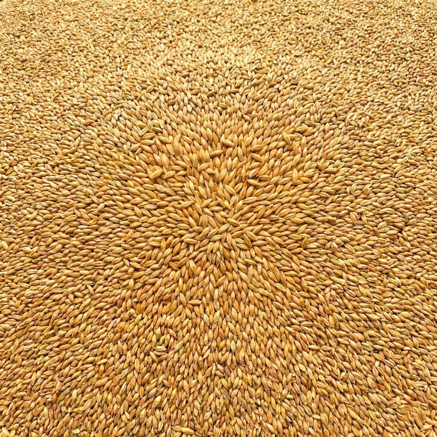 Agrarzone Bio Gerste 20 kg, Detailansicht, Material