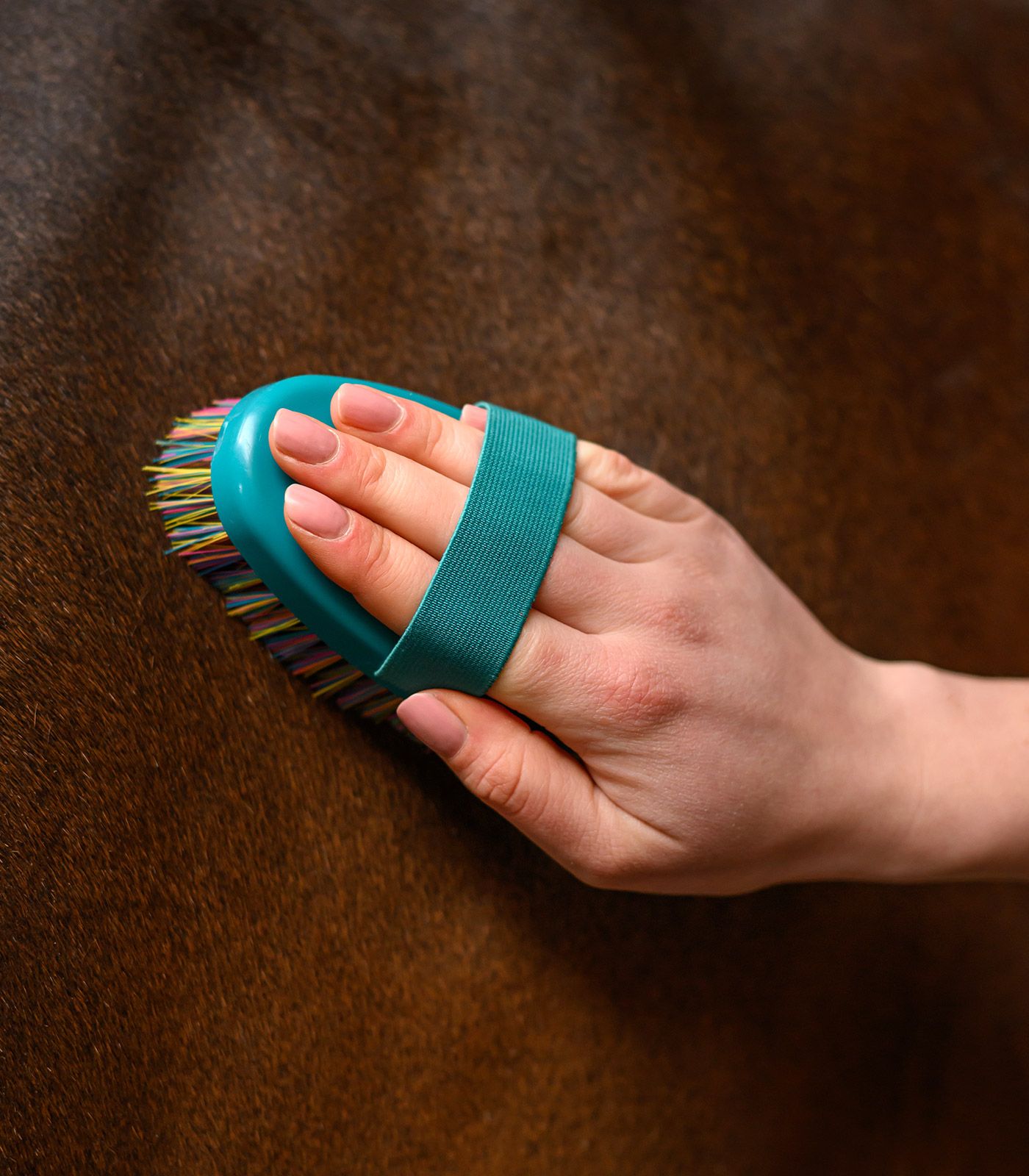 Waldhausen Kardätsche Rainbow – weiche, dichte Borsten für Glanz