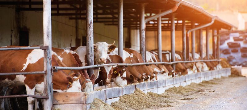 Aménagement d'étable pour bovins