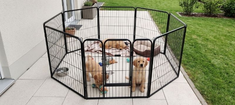 Box per cani
