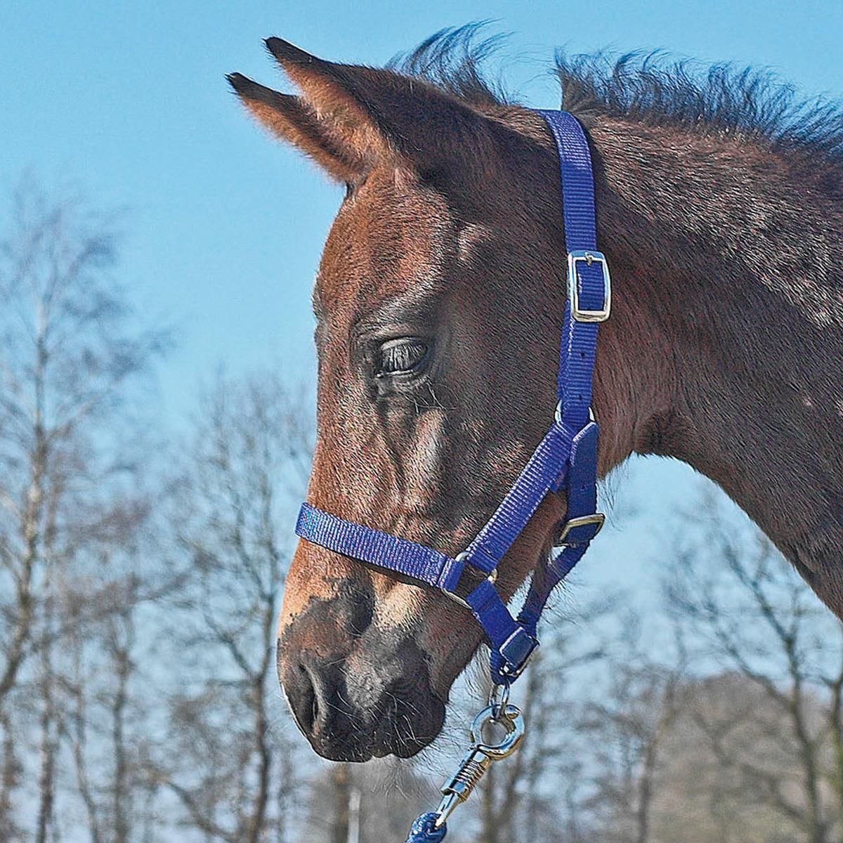BUSSE Licou poulain bleu royal