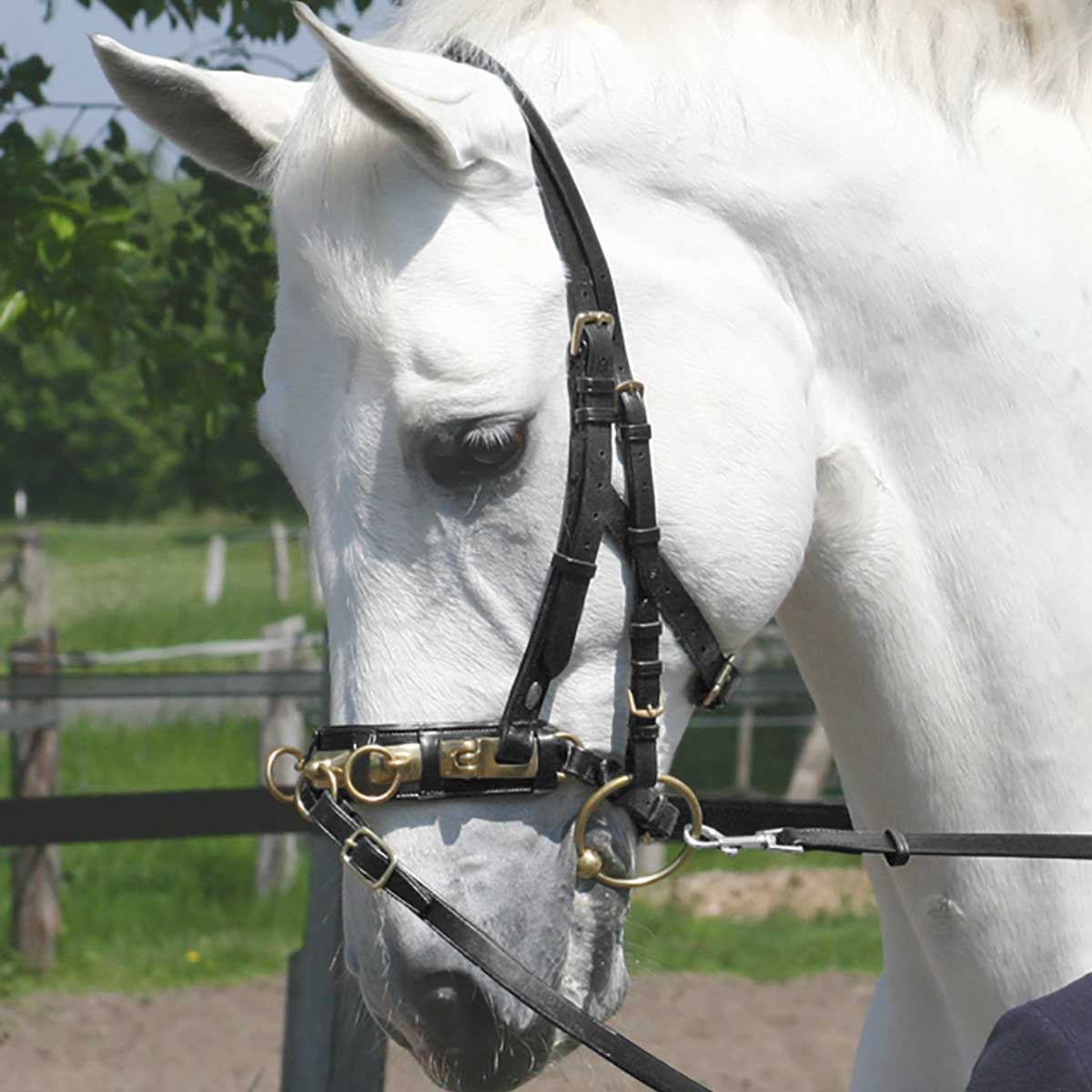 BUSSE Cavesson PROFESSIONAL, Leather Noseband for Long Reining & Lunging, in use