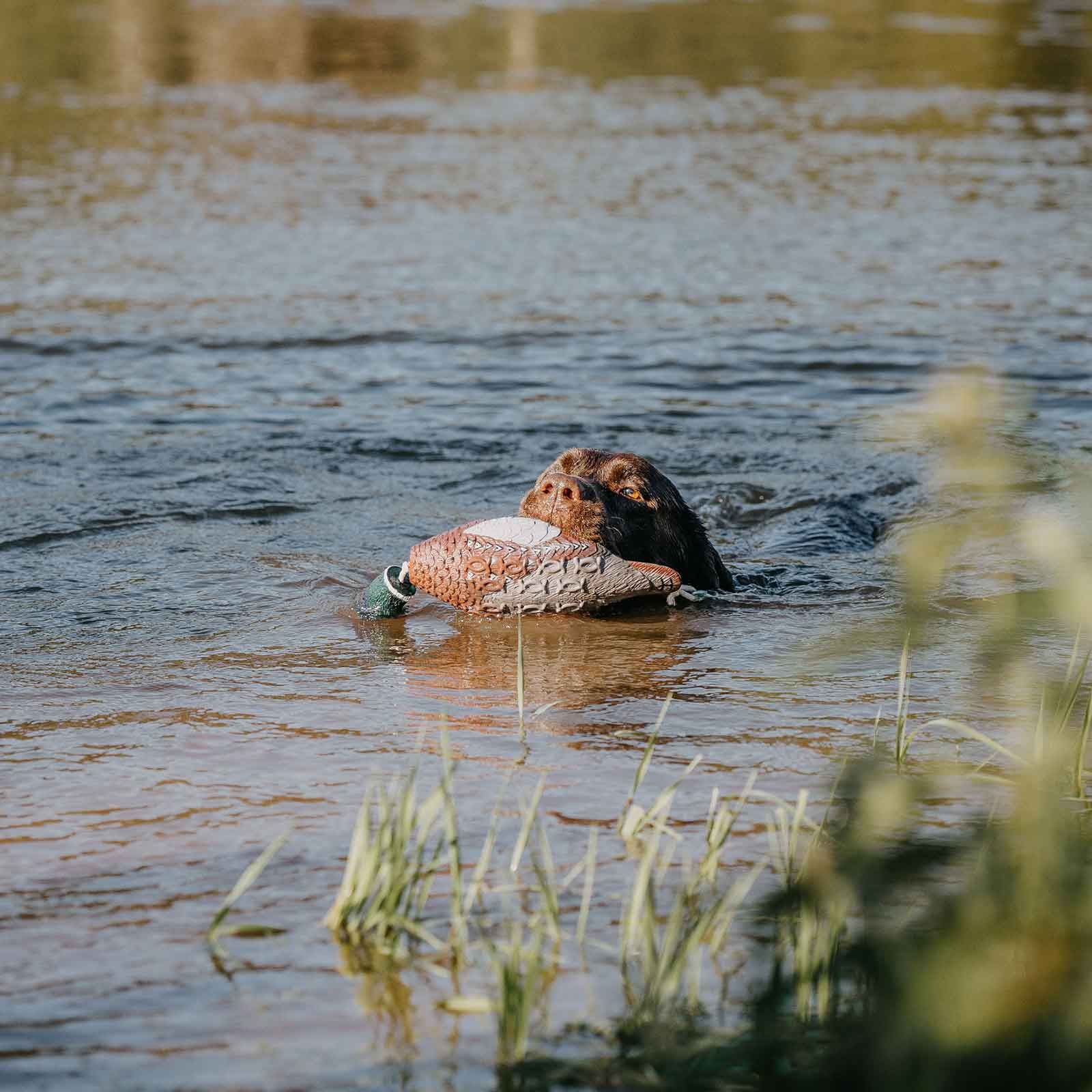 Dummy HP&G pour chiens de chasse de type faisan, en utilisation